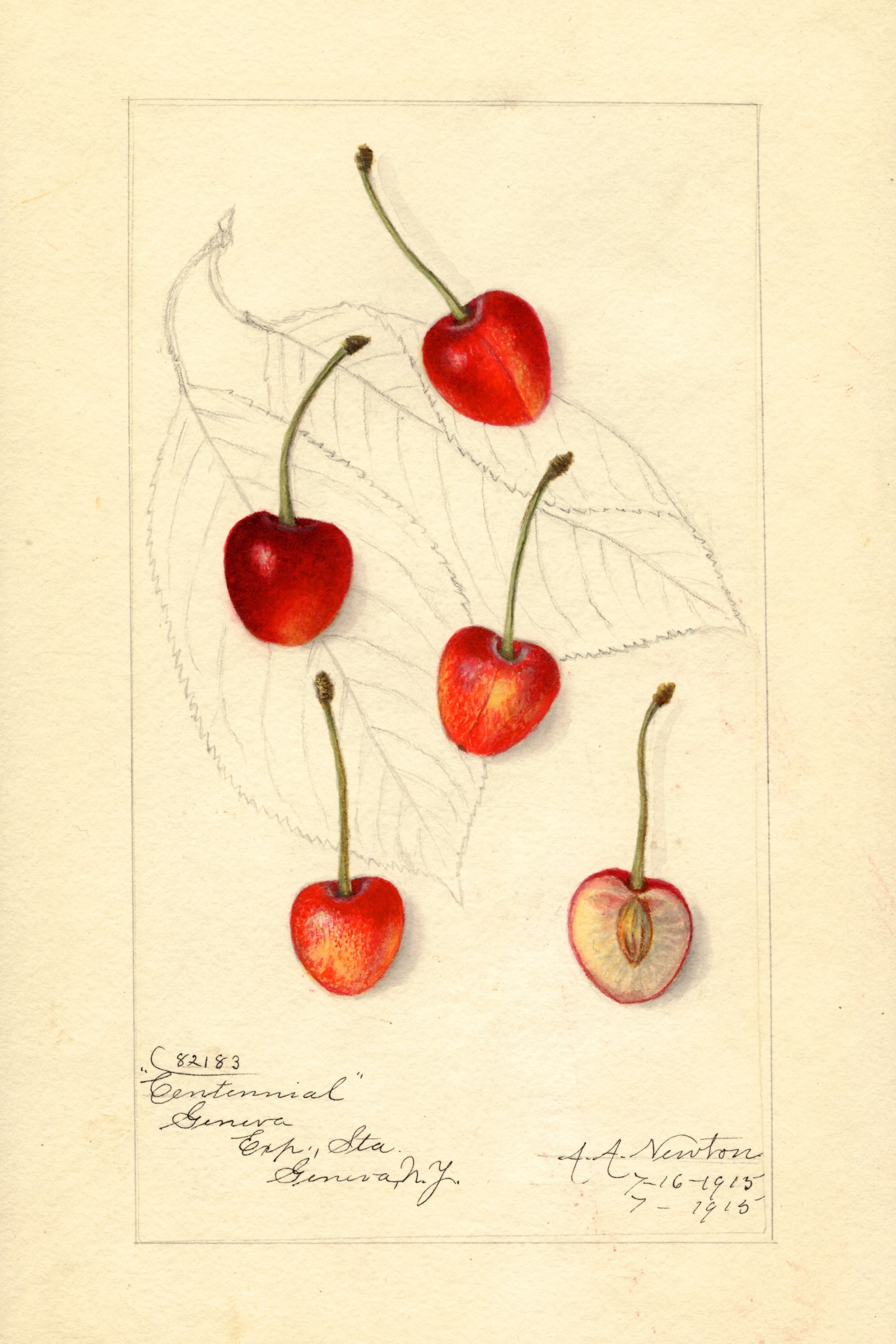 Centennial Cherry