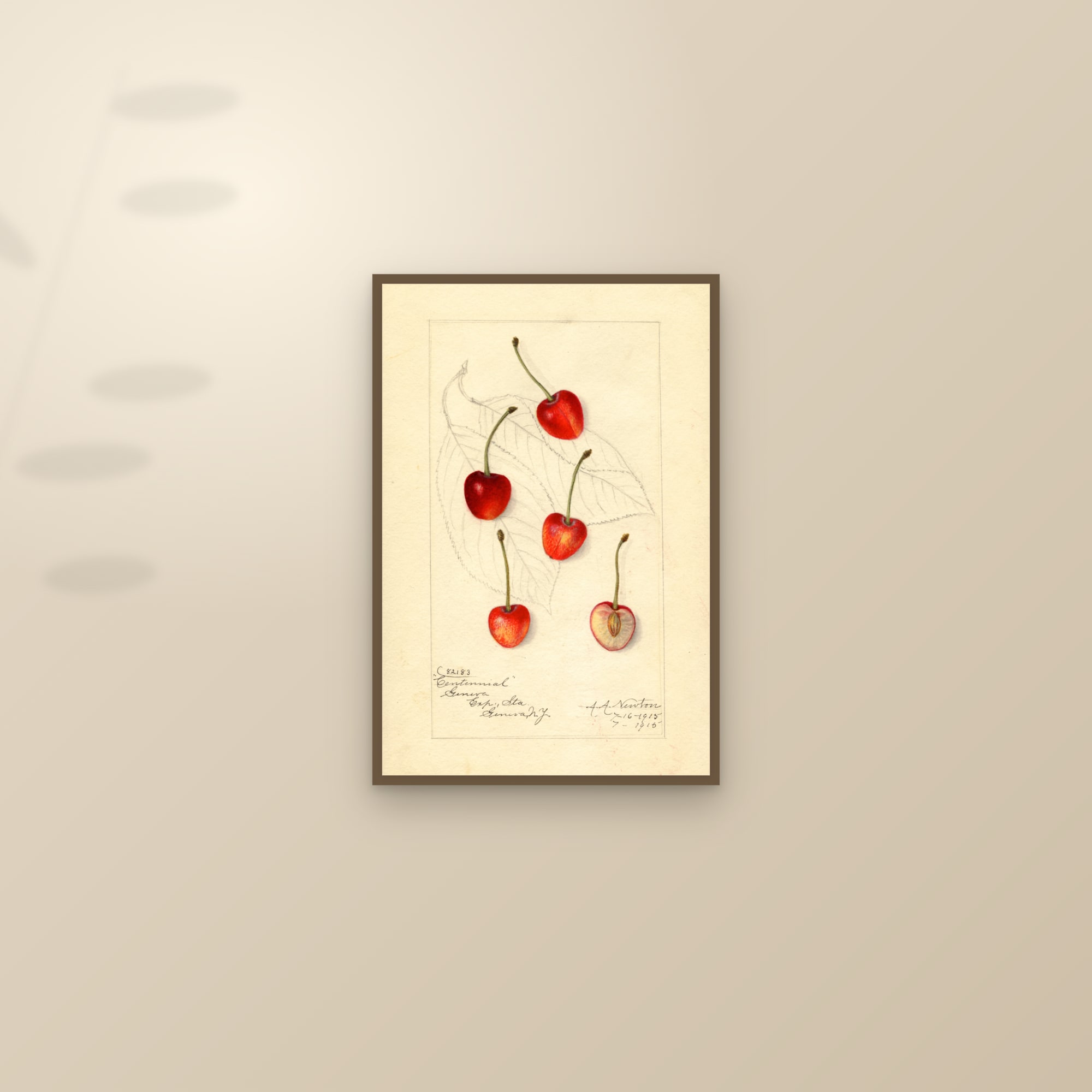 Centennial Cherry — framed and styled on a sunlit wall