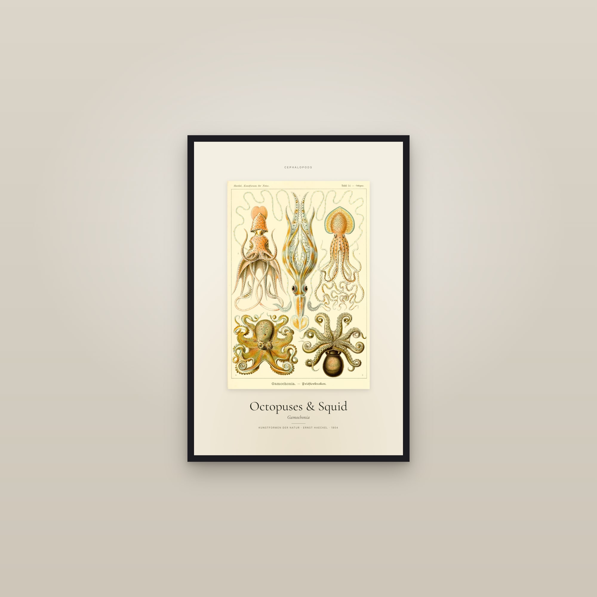 Octopuses & Squid — Specimen — framed in a gallery setting