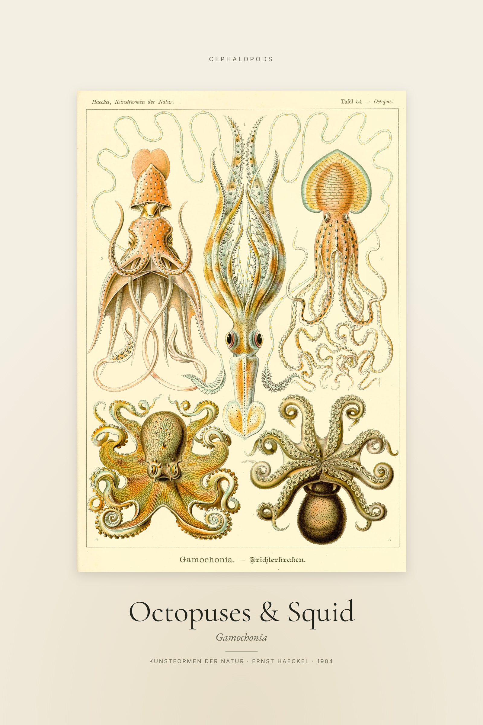 Octopuses & Squid — Specimen