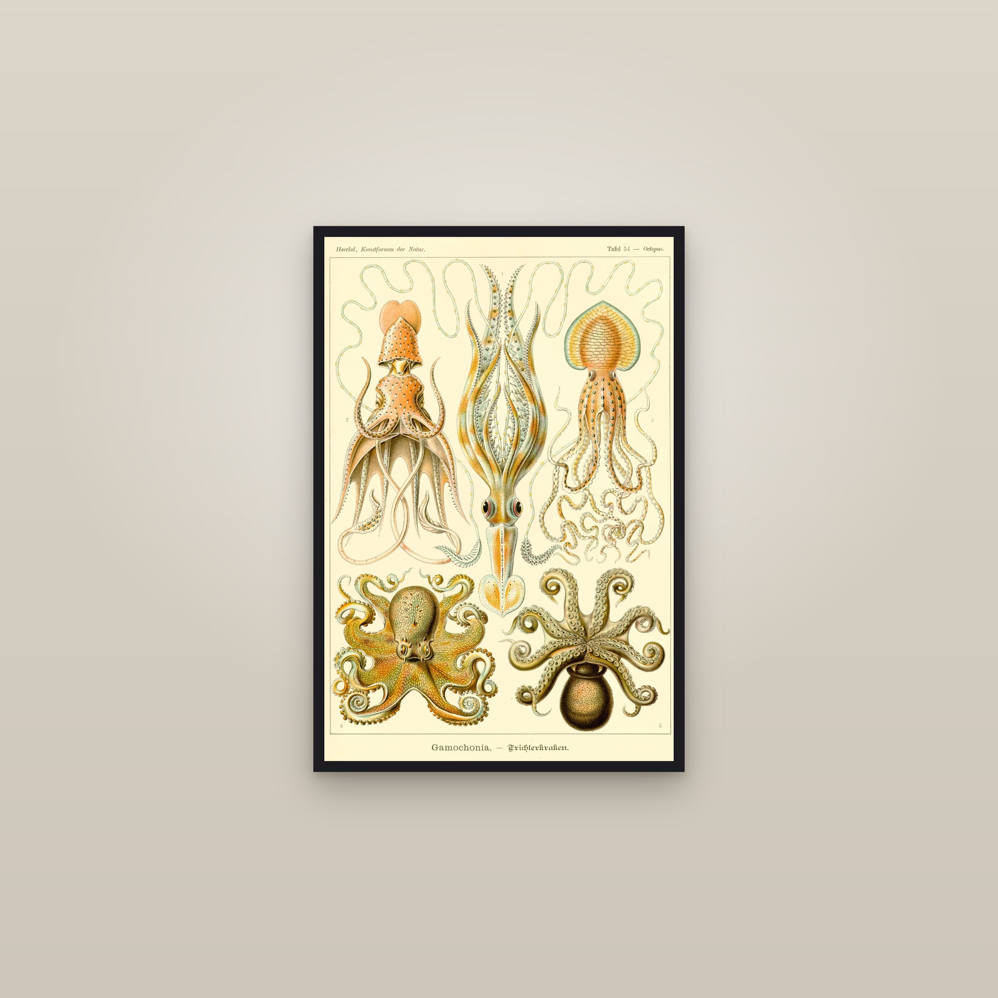 Octopuses & Squid — framed in a gallery setting