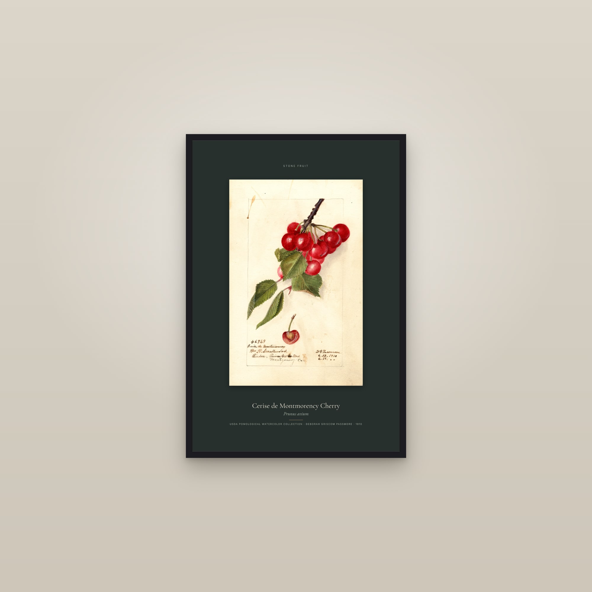 Cerise de Montmorency Cherry — Specimen — framed in a gallery setting