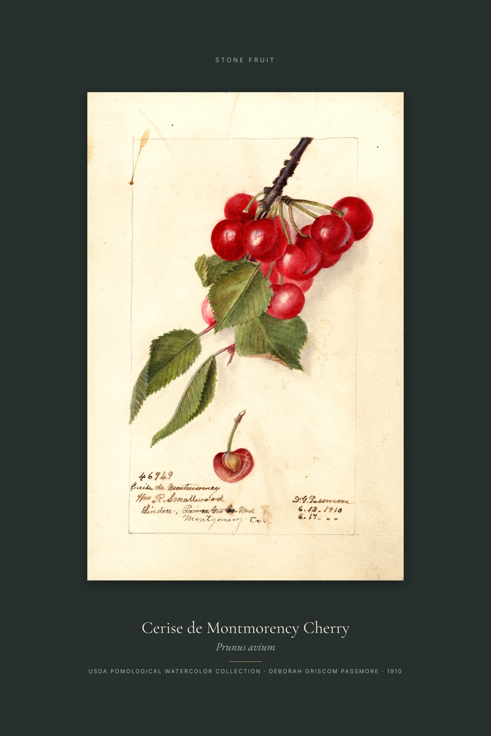 Cerise de Montmorency Cherry — Specimen