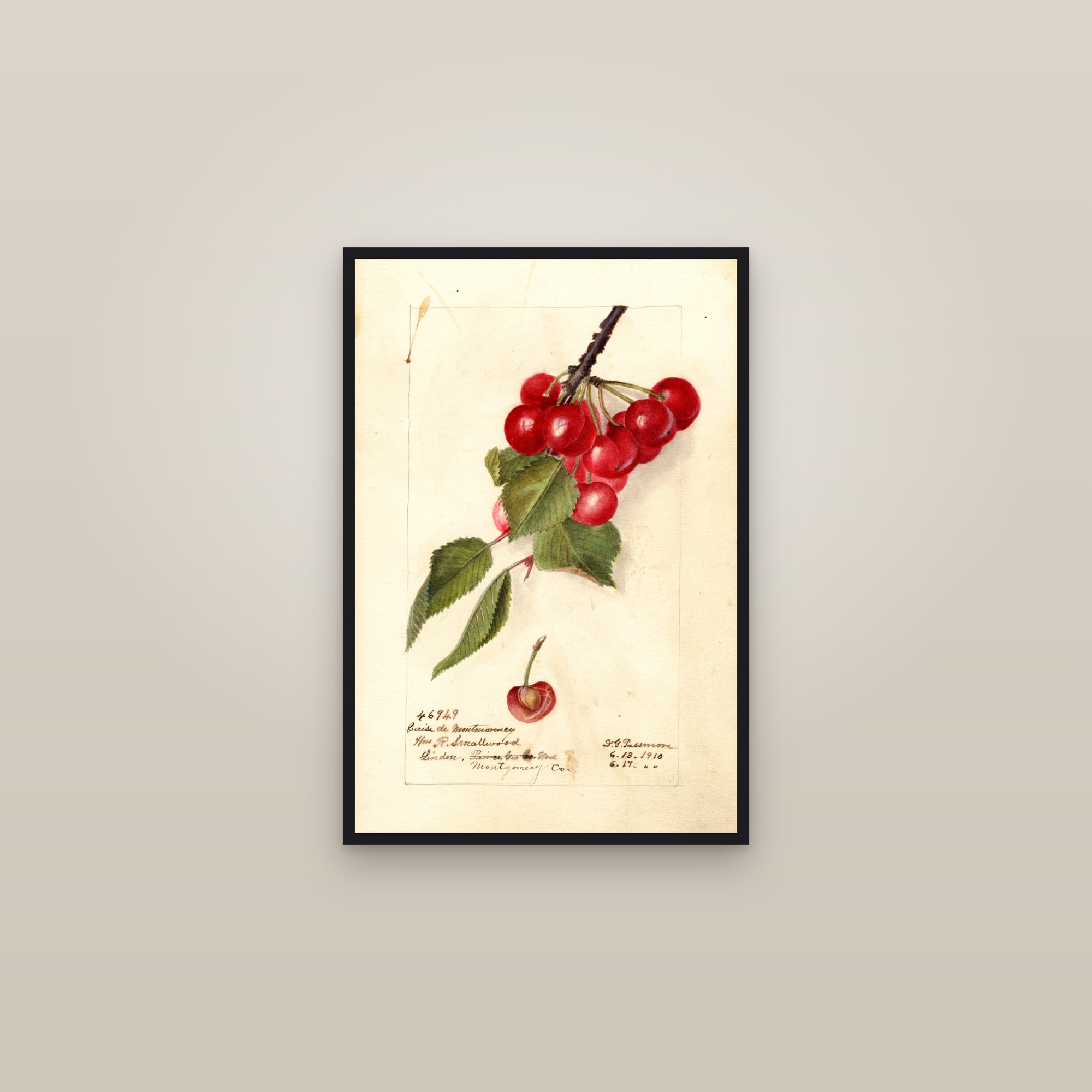 Cerise de Montmorency Cherry — framed in a gallery setting