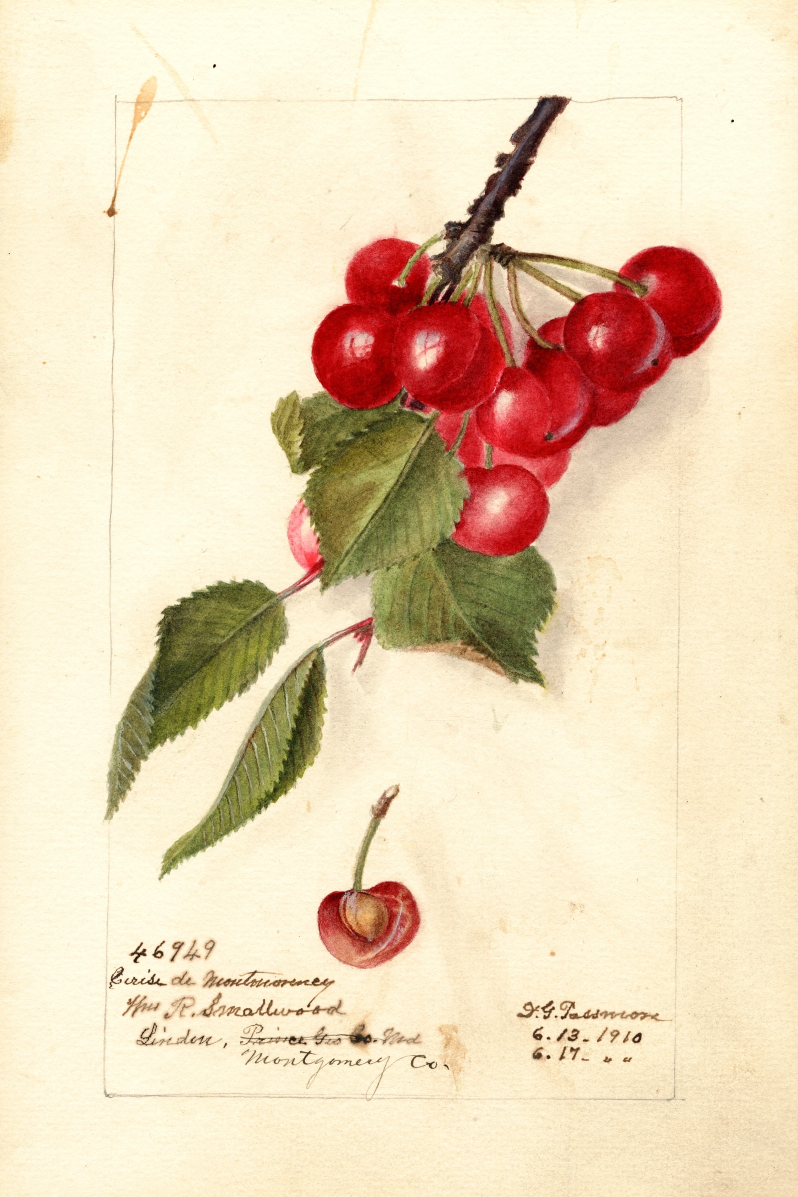 Cerise de Montmorency Cherry