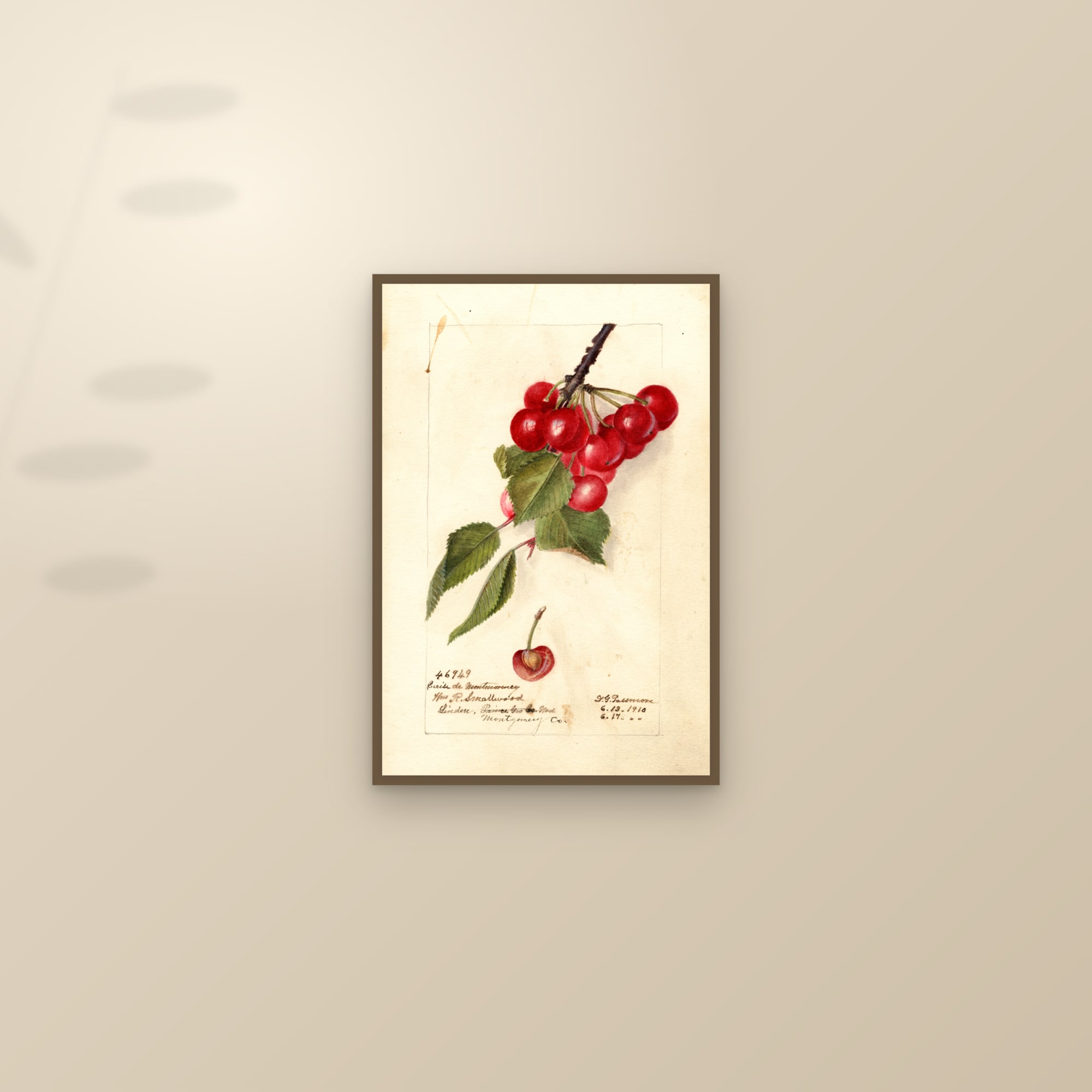 Cerise de Montmorency Cherry — framed and styled on a sunlit wall