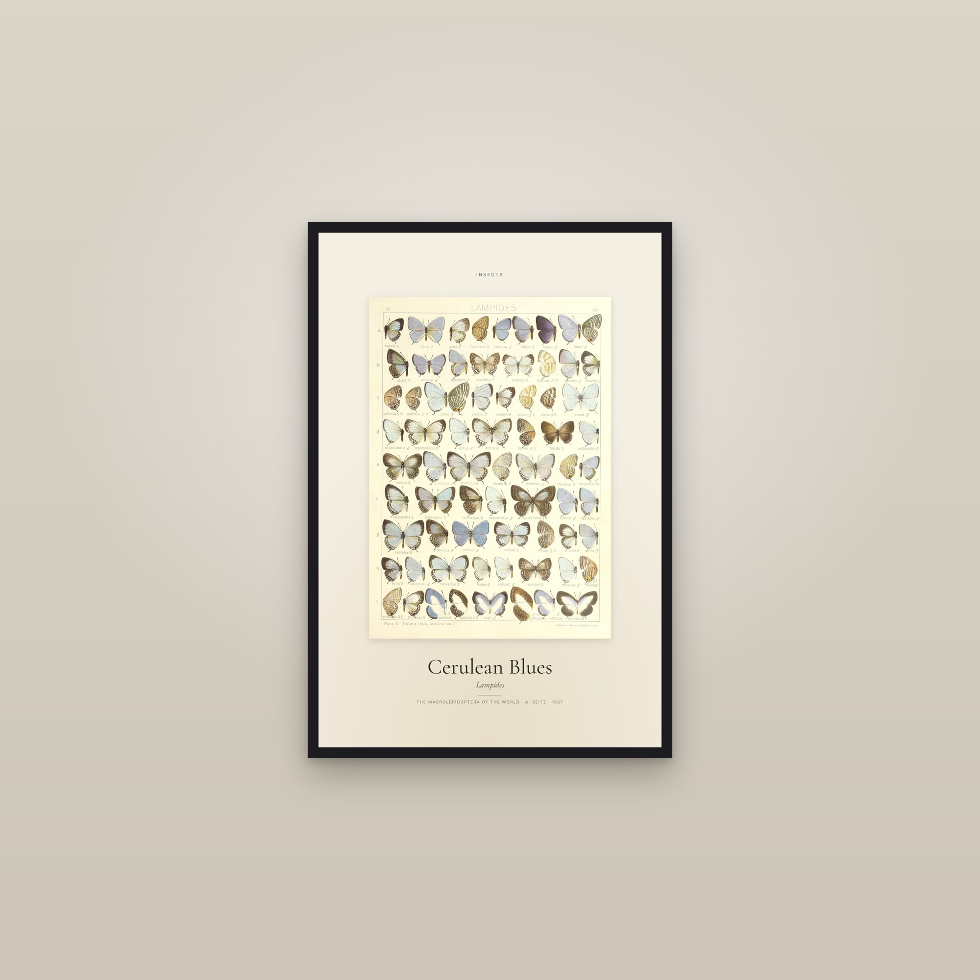 Cerulean Blues — Specimen — framed in a gallery setting