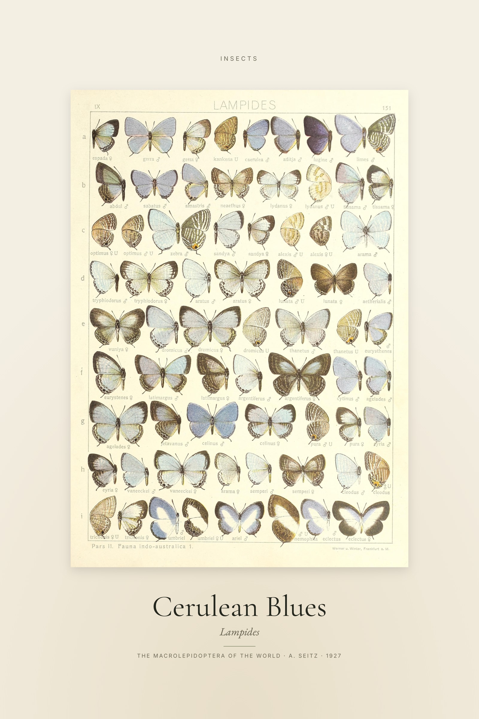 Cerulean Blues — Specimen
