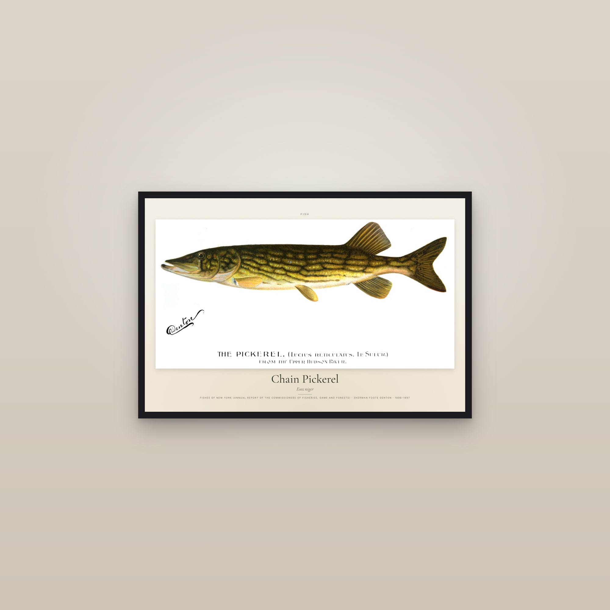 Chain Pickerel — framed in a gallery setting