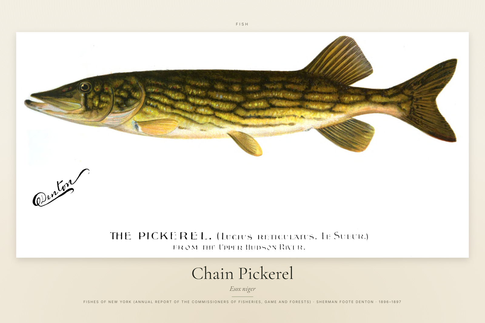 Chain Pickerel