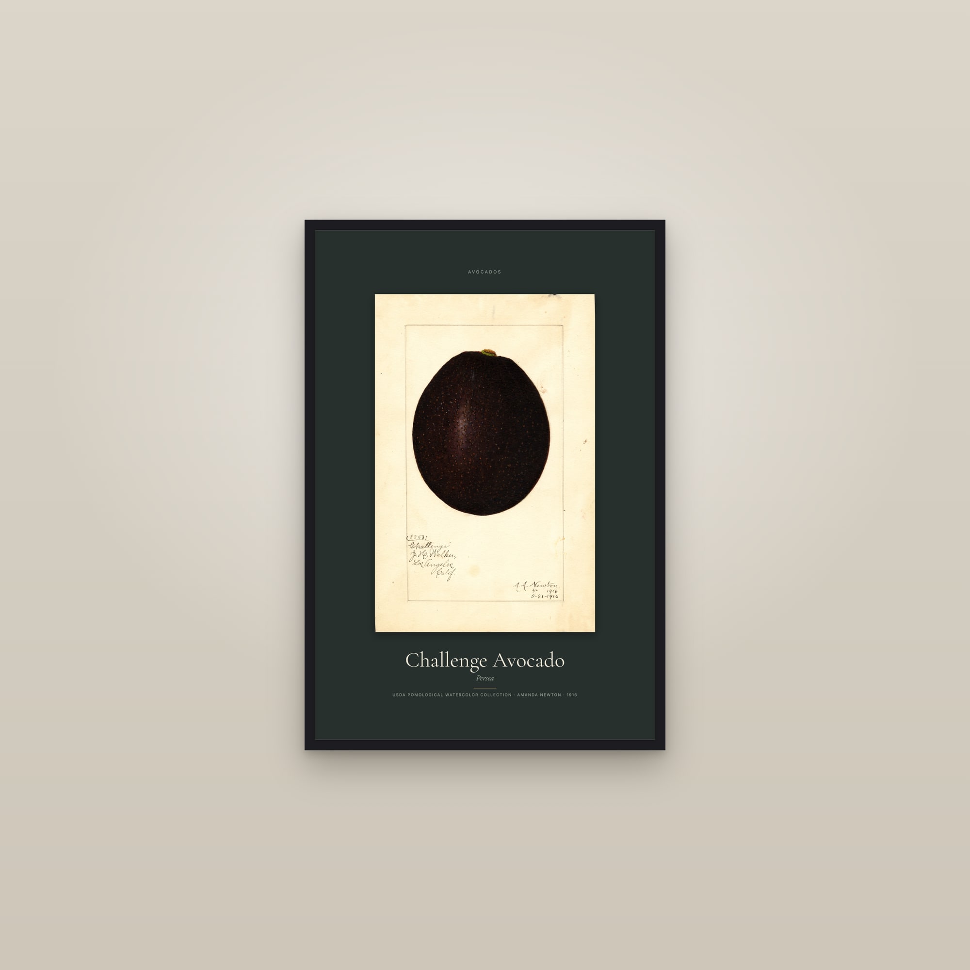 Challenge Avocado — Specimen — framed in a gallery setting