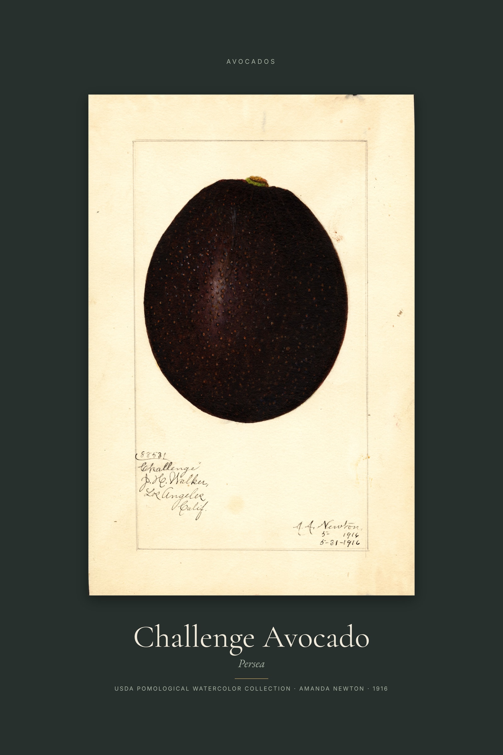Challenge Avocado — Specimen