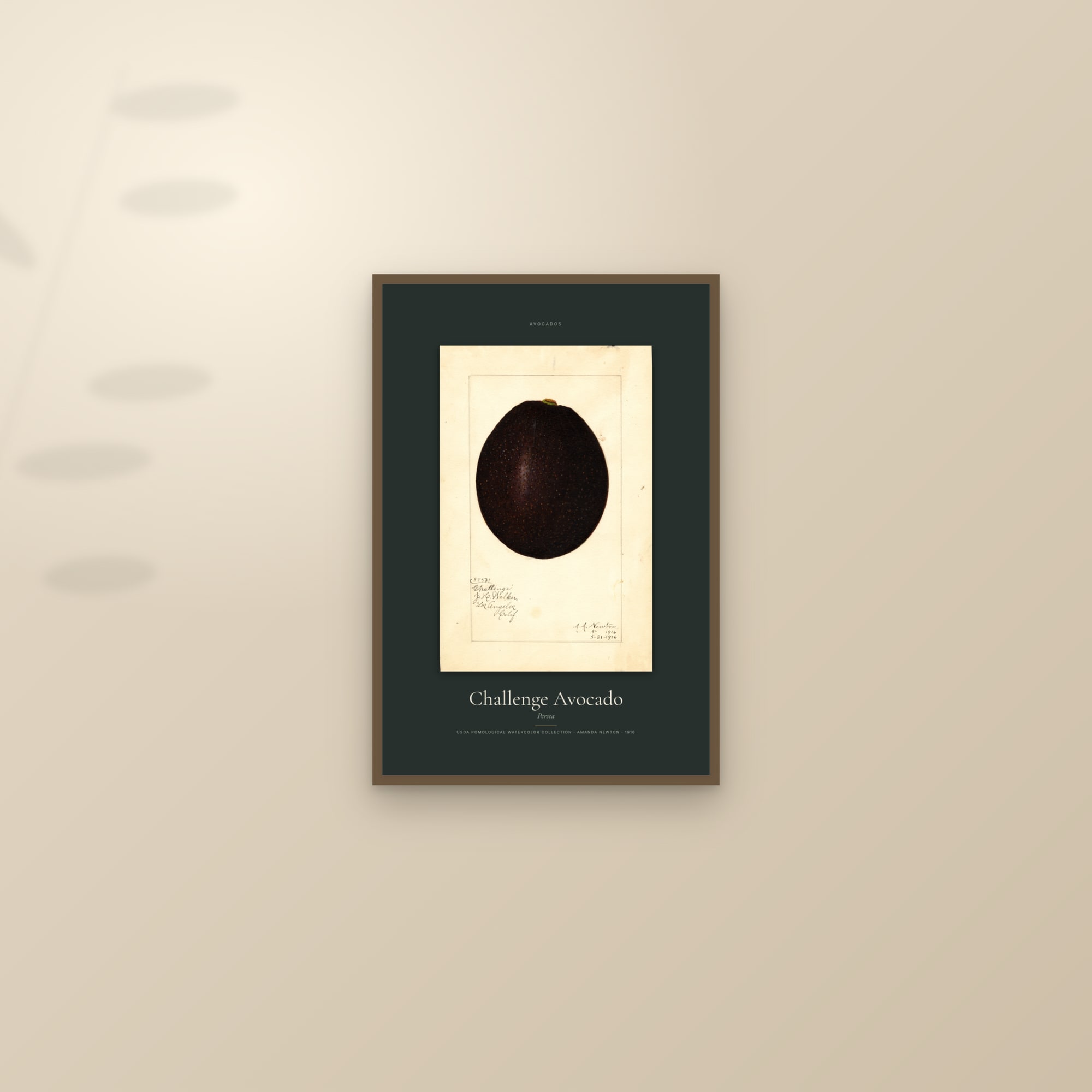Challenge Avocado — Specimen — framed and styled on a sunlit wall