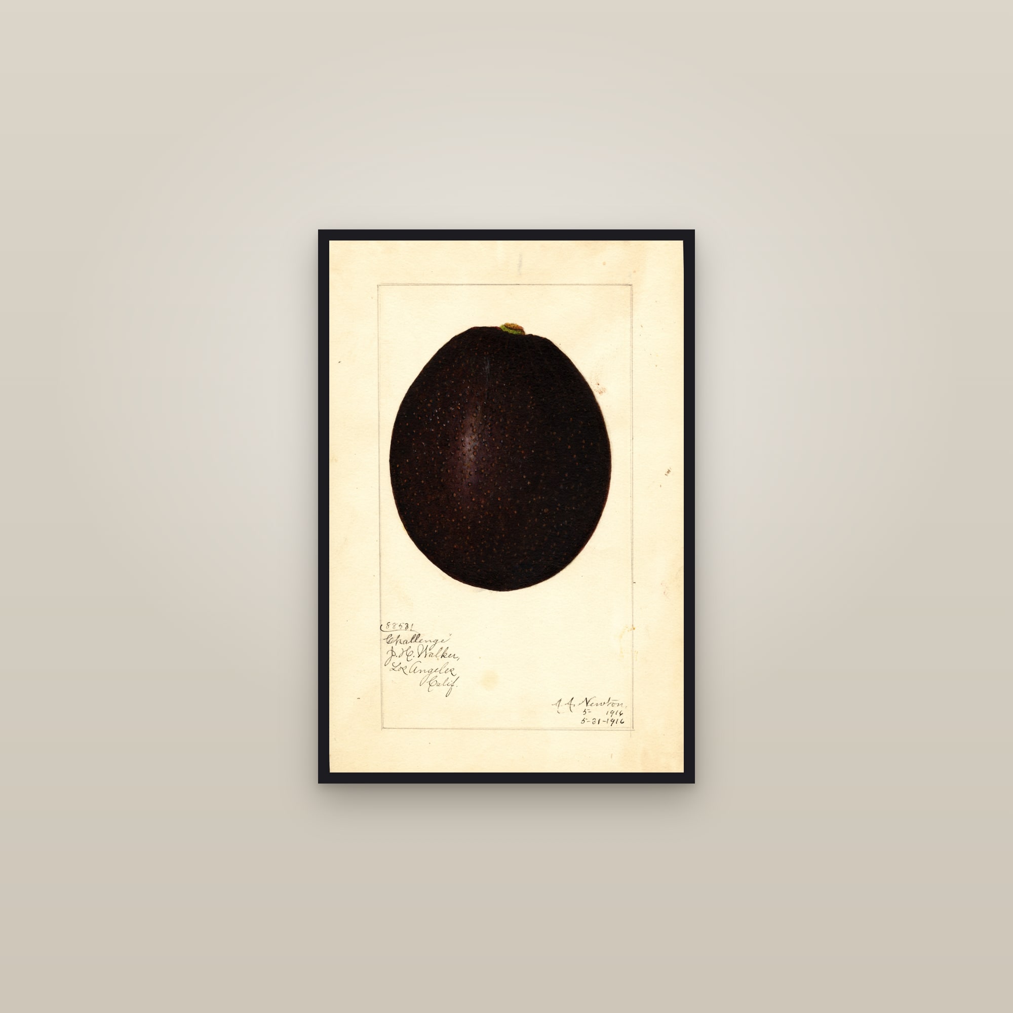 Challenge Avocado — framed in a gallery setting