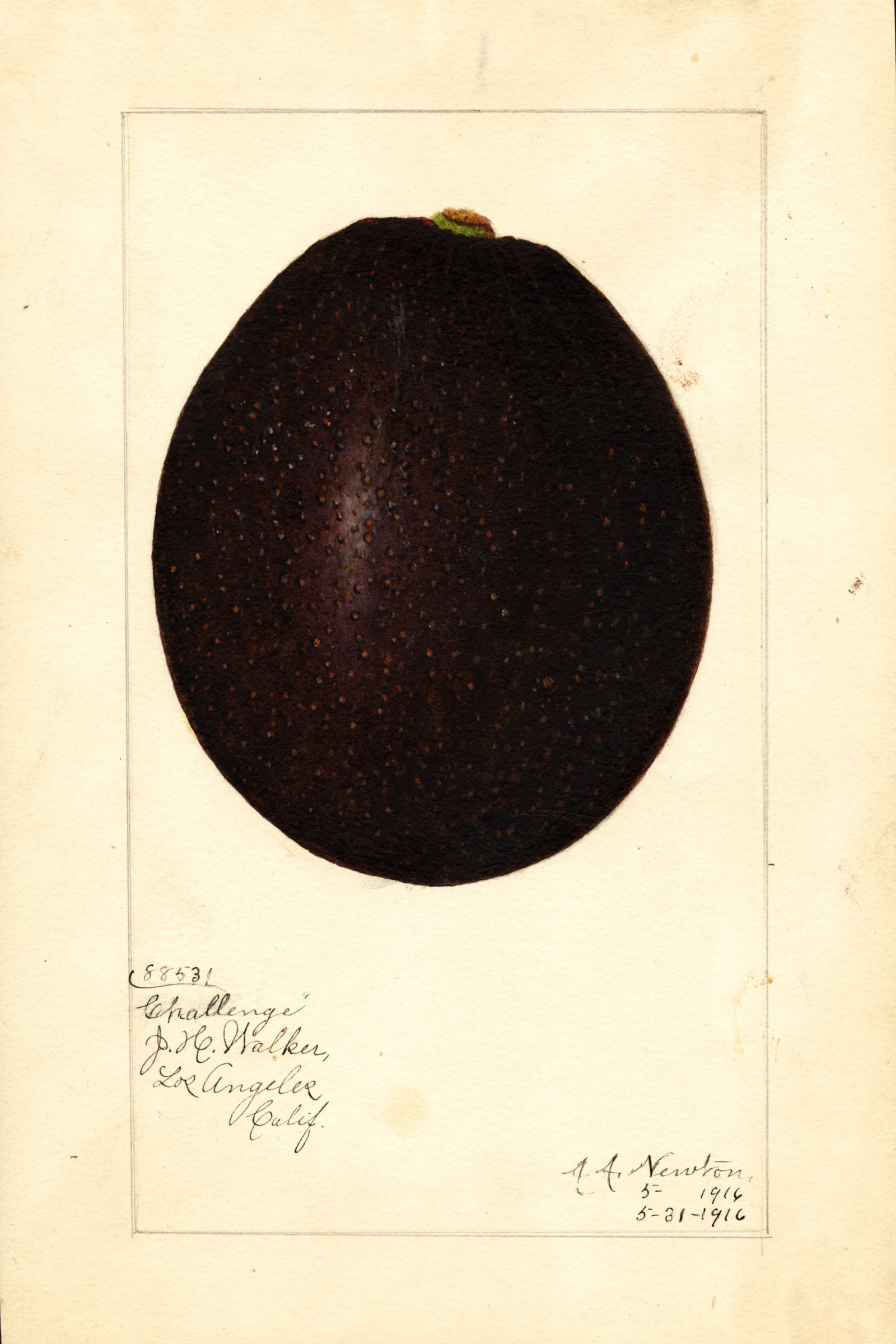 Challenge Avocado