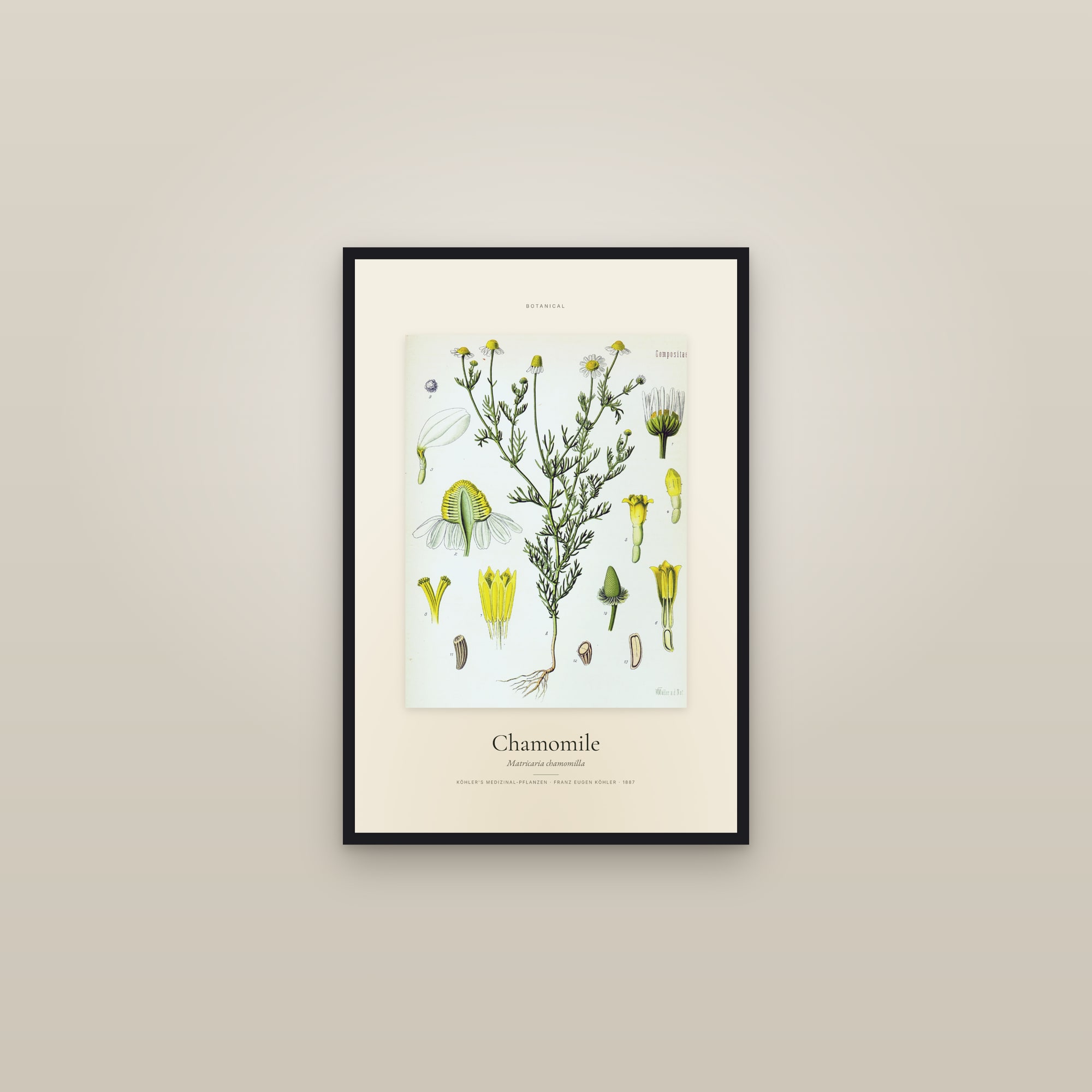 Chamomile — Specimen