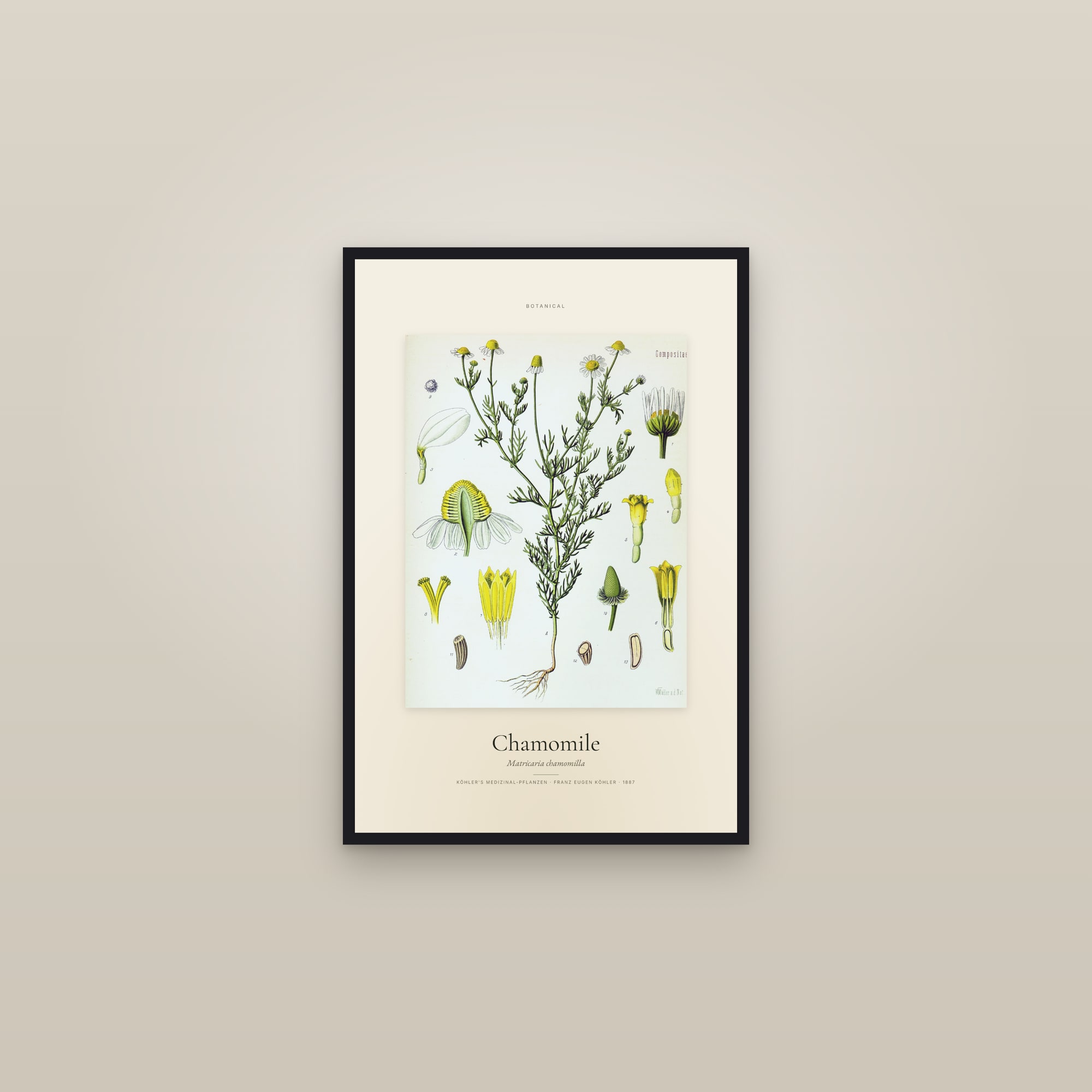 Chamomile (Köhler) — Specimen — framed in a gallery setting