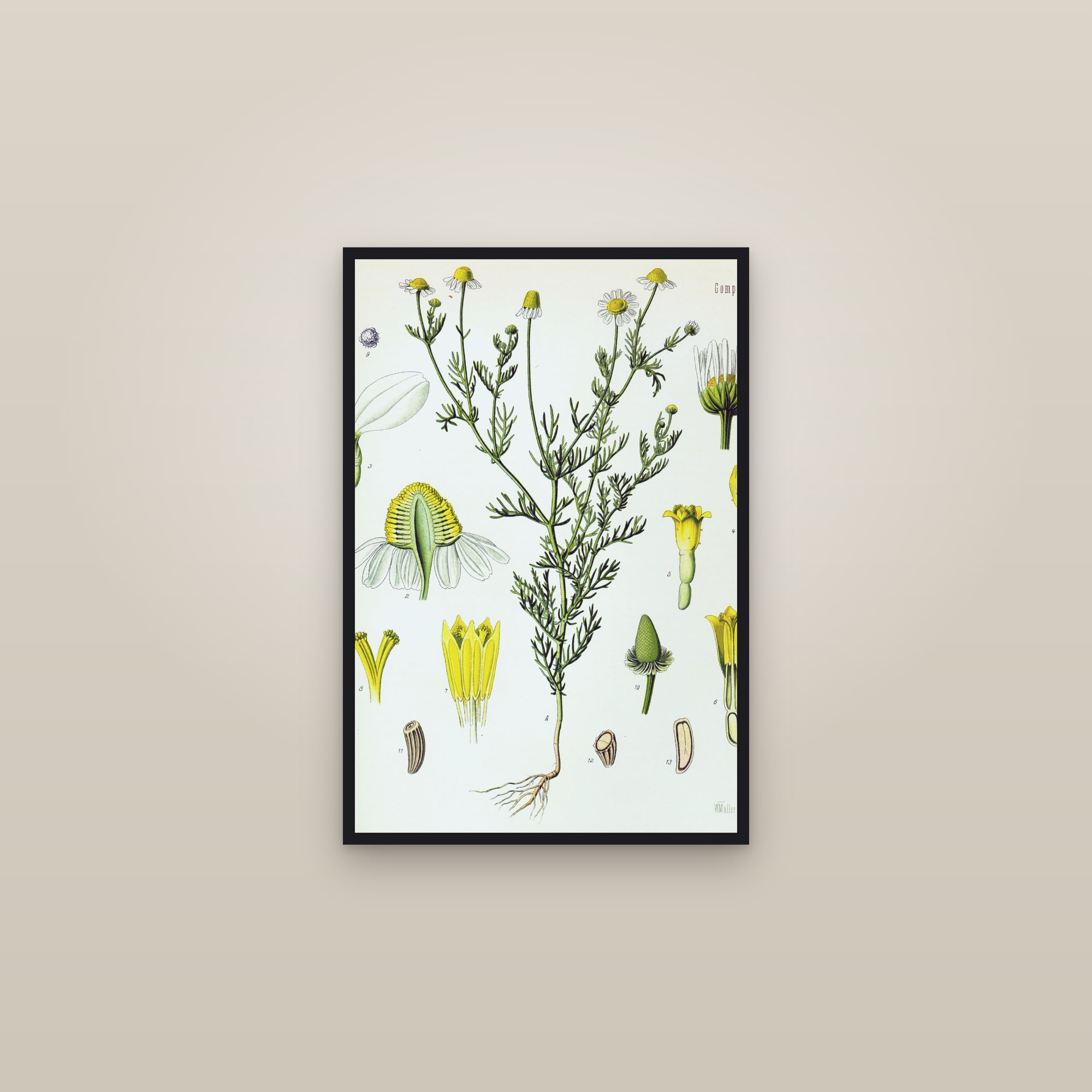 Chamomile (Köhler) — framed in a gallery setting