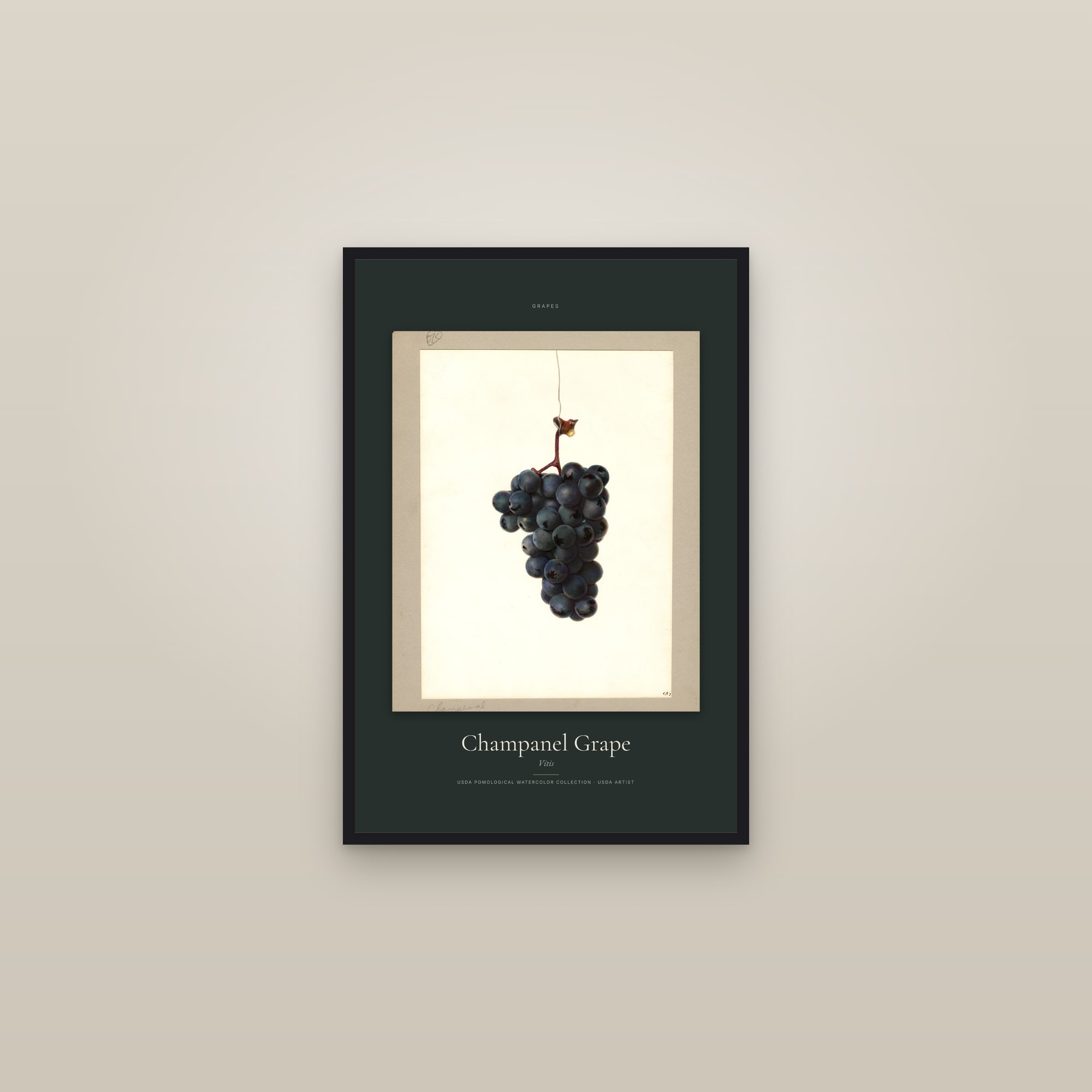 Champanel Grape — Specimen — framed in a gallery setting