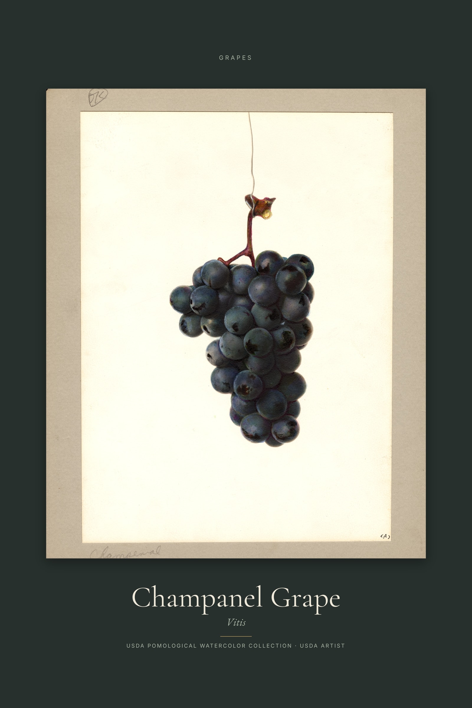 Champanel Grape — Specimen