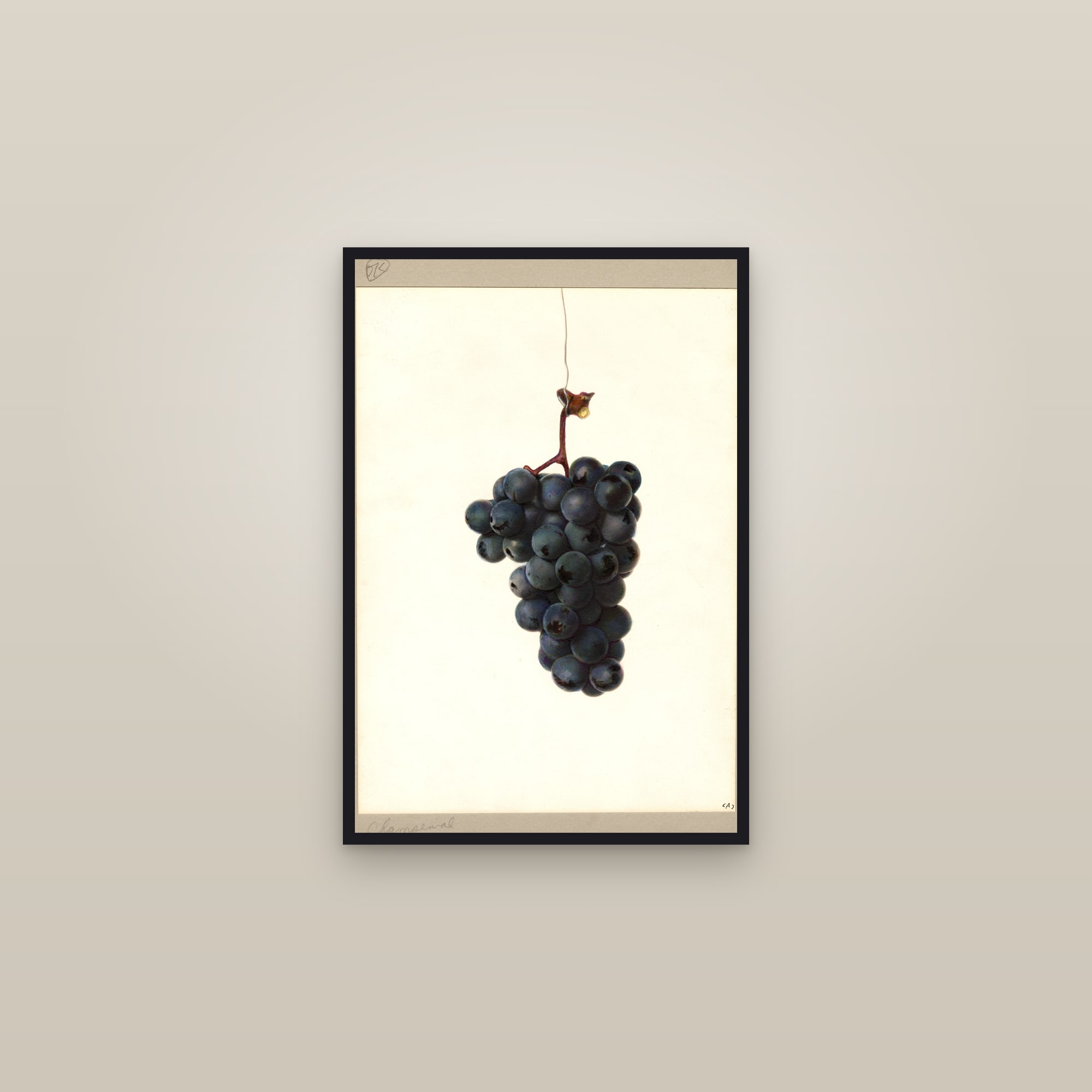 Champanel Grape — framed in a gallery setting