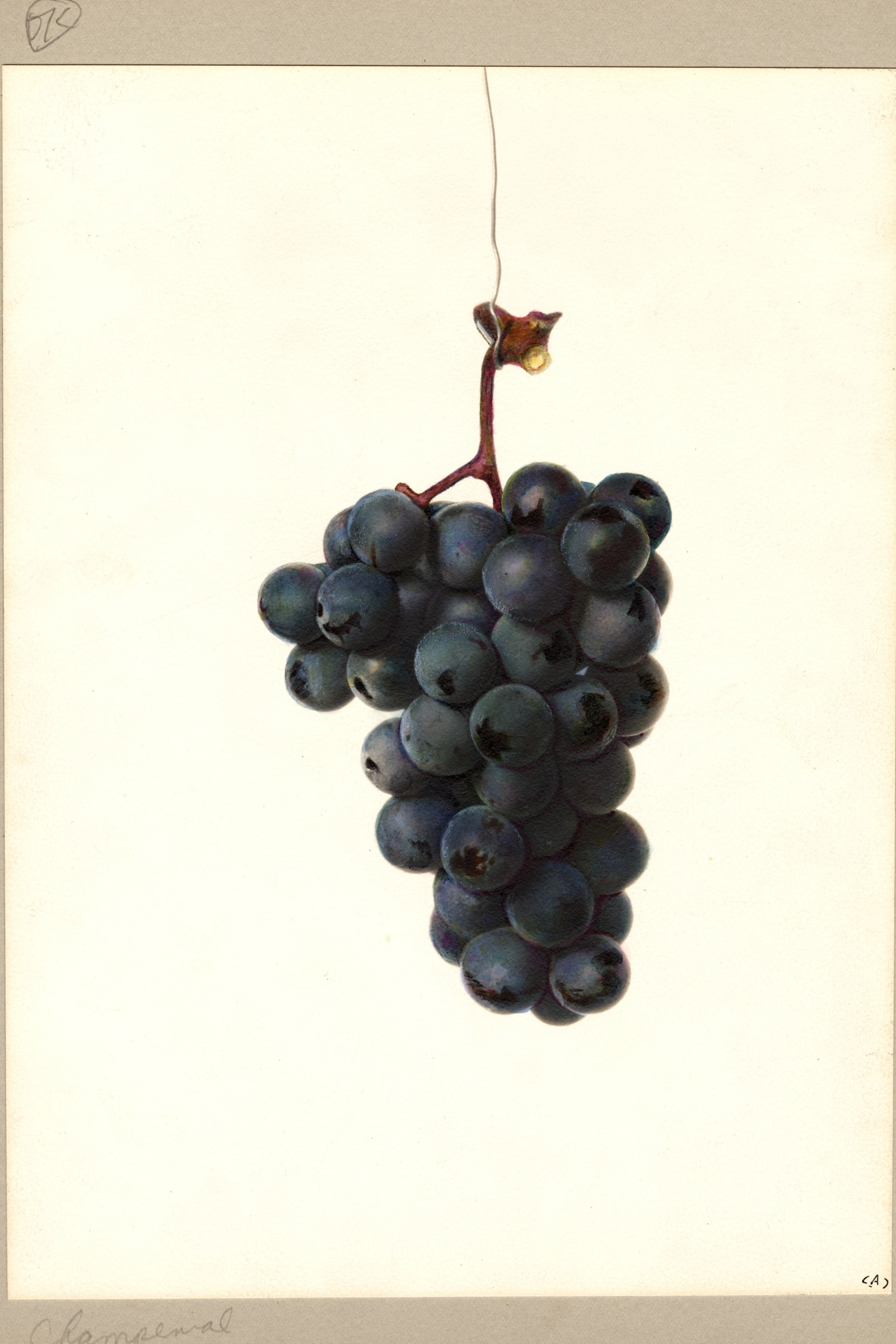 Champanel Grape