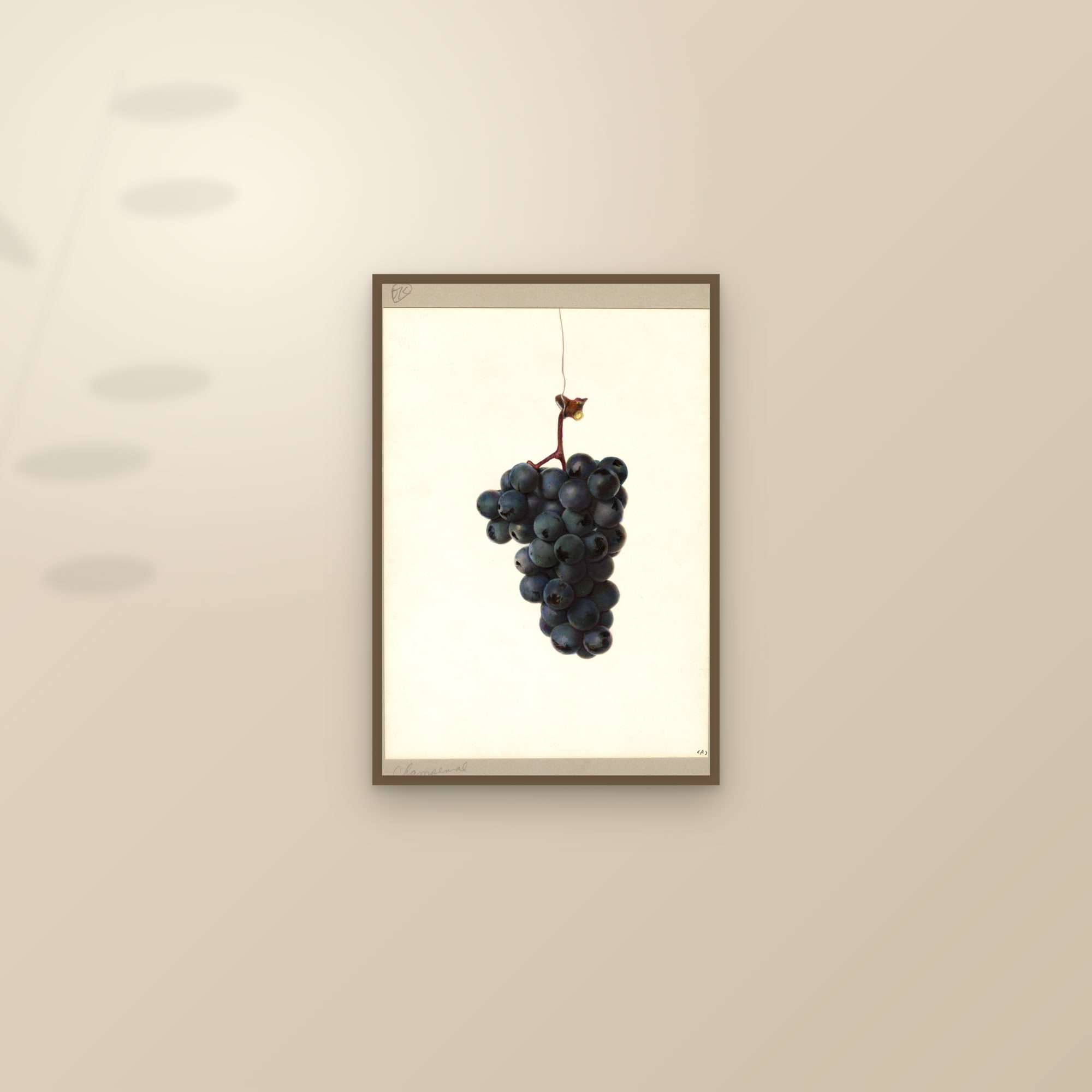 Champanel Grape — framed and styled on a sunlit wall