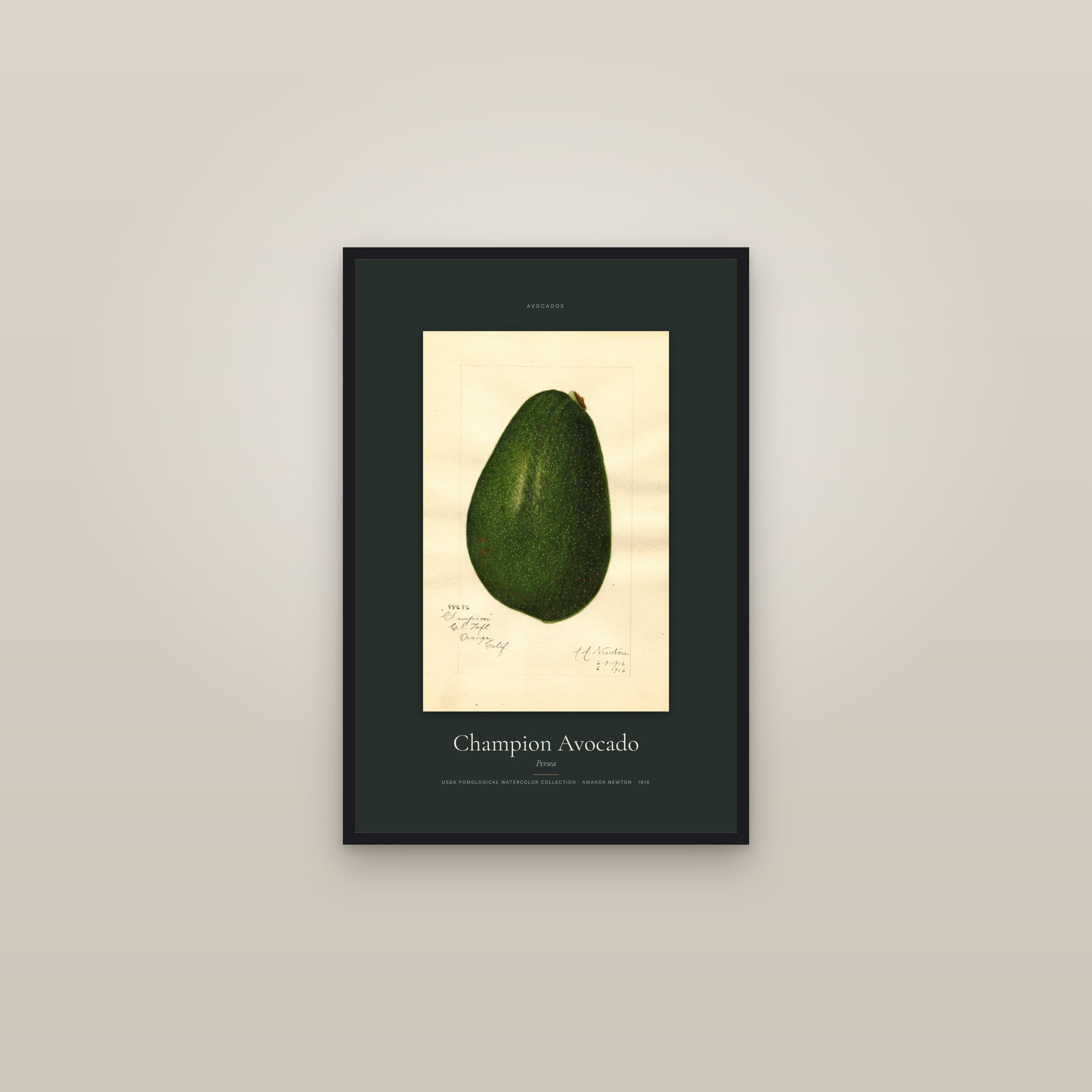 Champion Avocado — Specimen — framed in a gallery setting