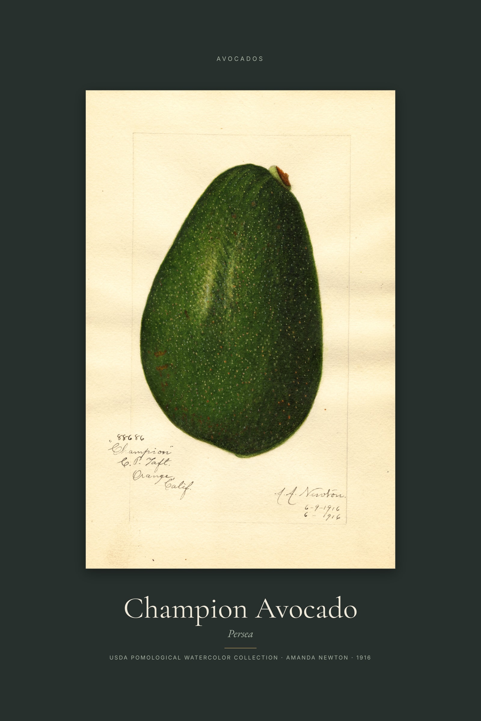 Champion Avocado — Specimen