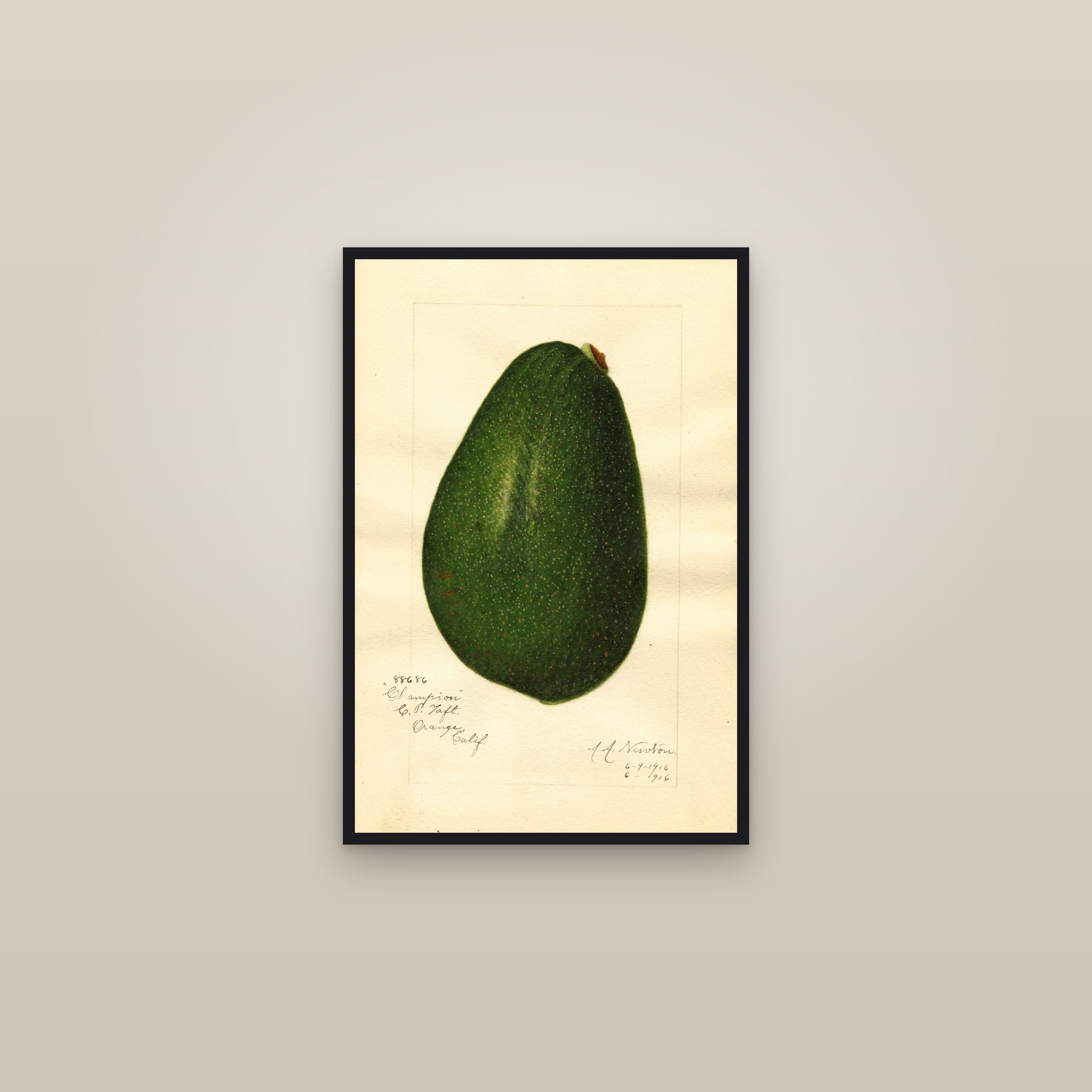 Champion Avocado — framed in a gallery setting