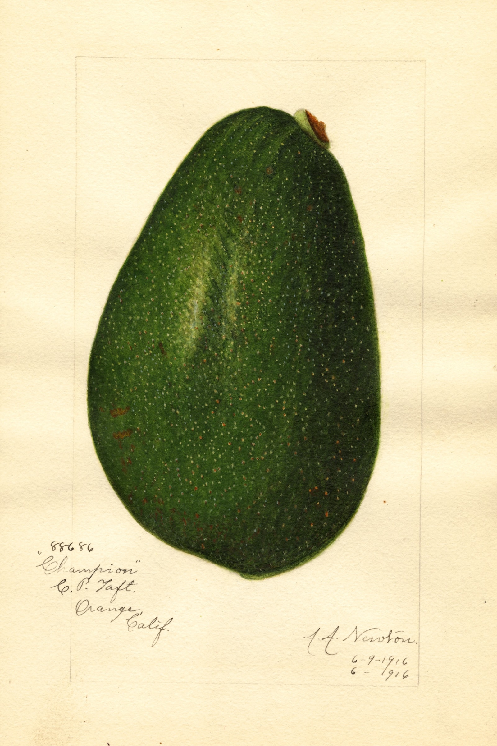 Champion Avocado