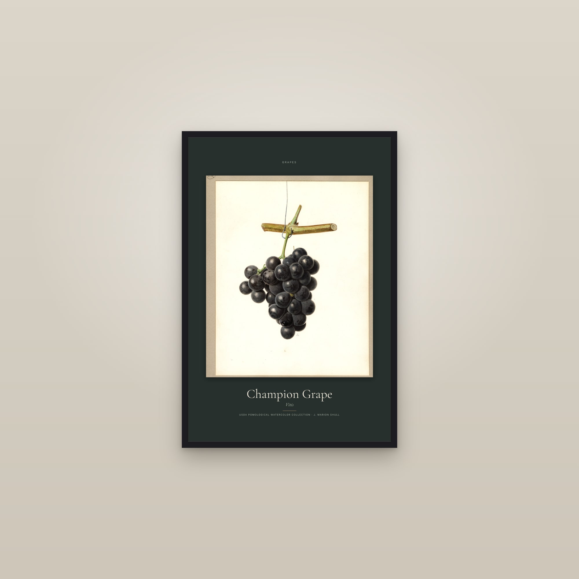 Champion Grape — Specimen — framed in a gallery setting