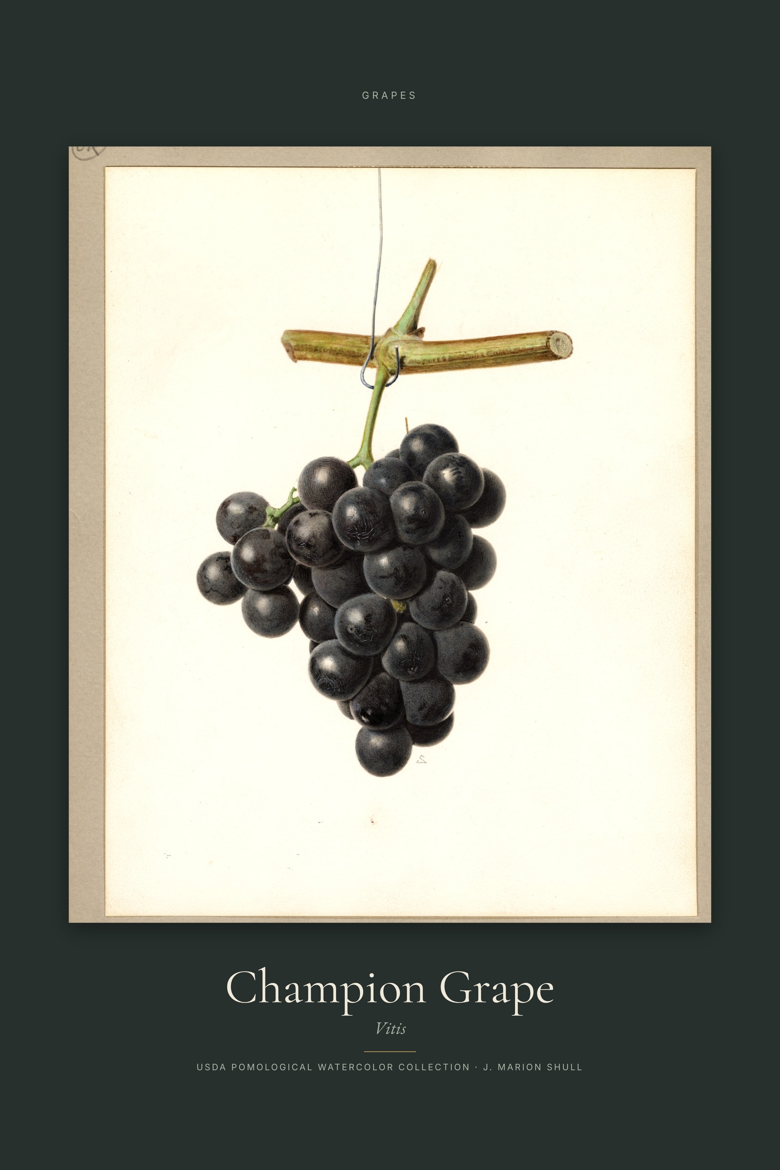 Champion Grape — Specimen