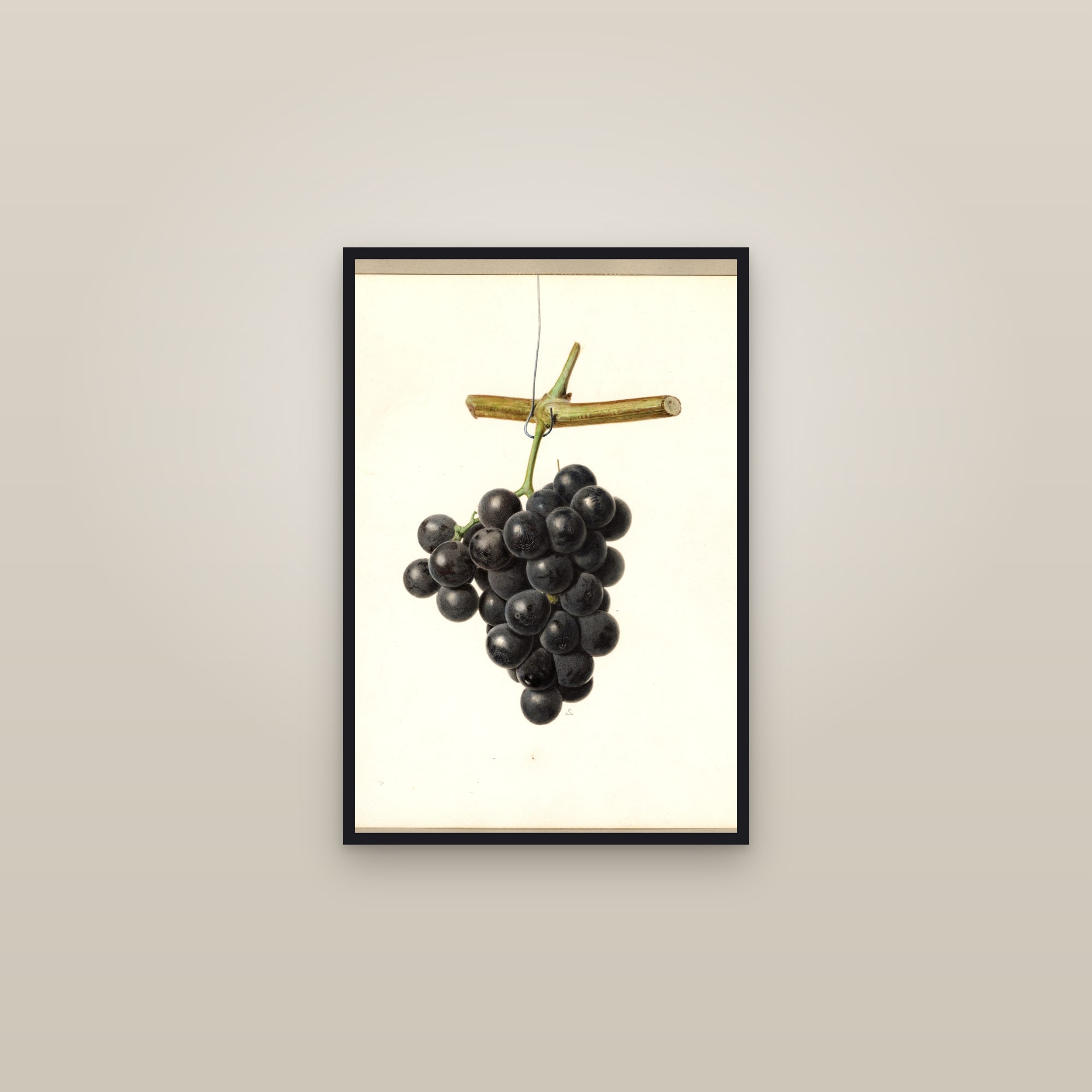 Champion Grape — framed in a gallery setting