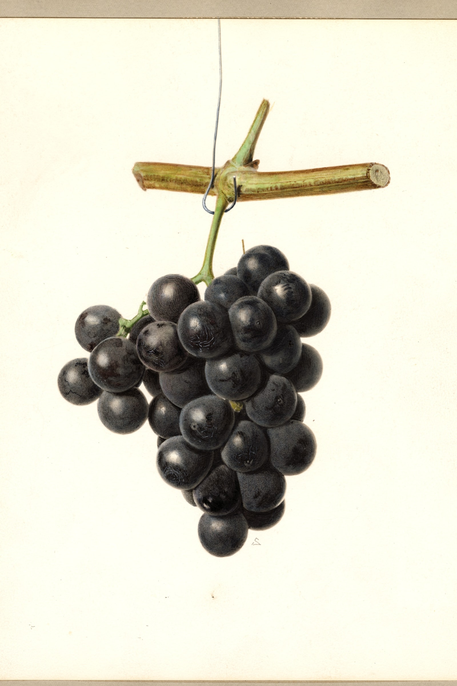 Champion Grape