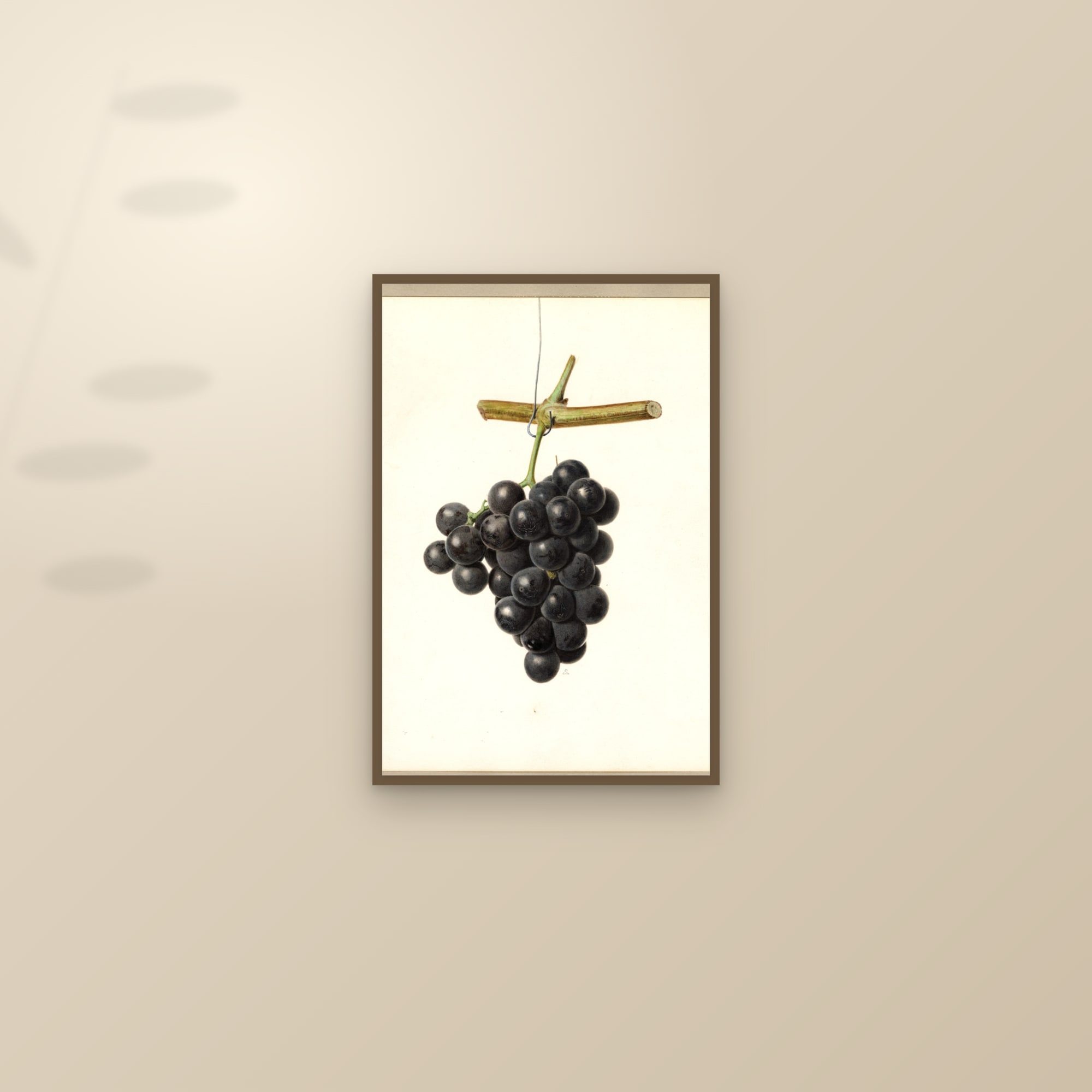 Champion Grape — framed and styled on a sunlit wall