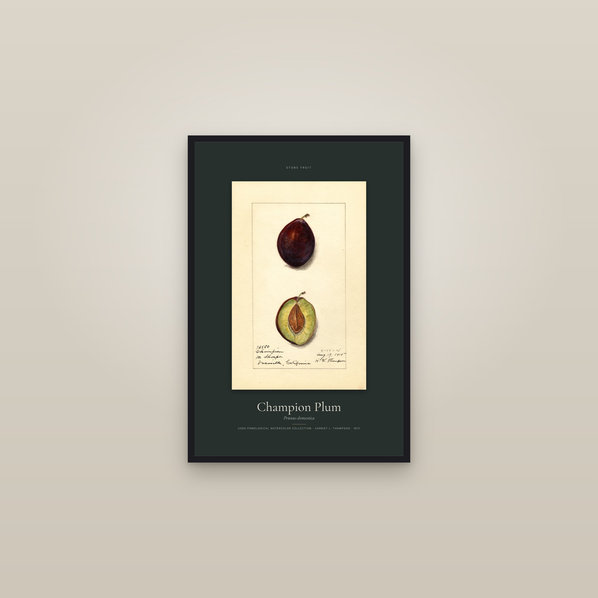 Champion Plum — Specimen — framed in a gallery setting