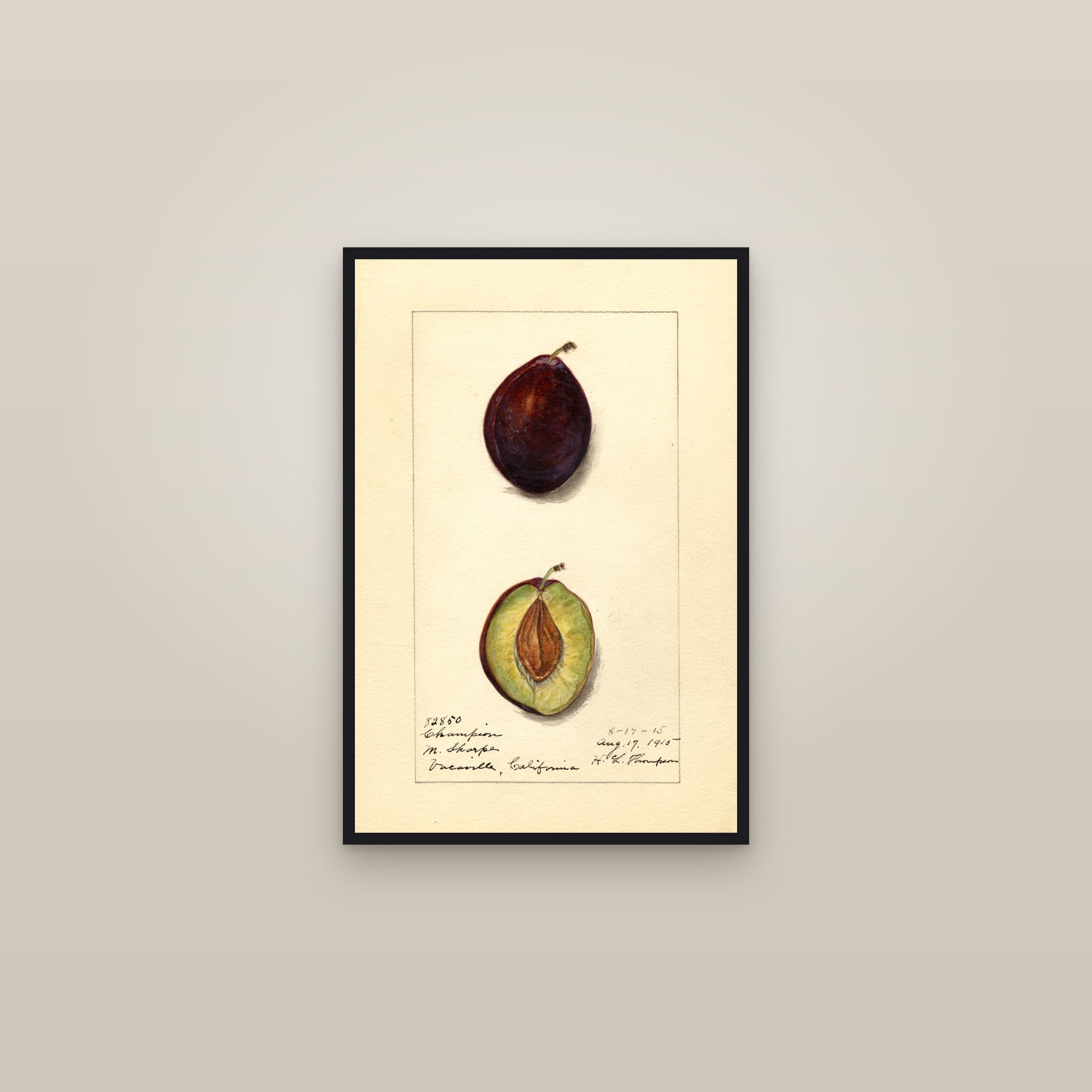 Champion Plum — framed in a gallery setting
