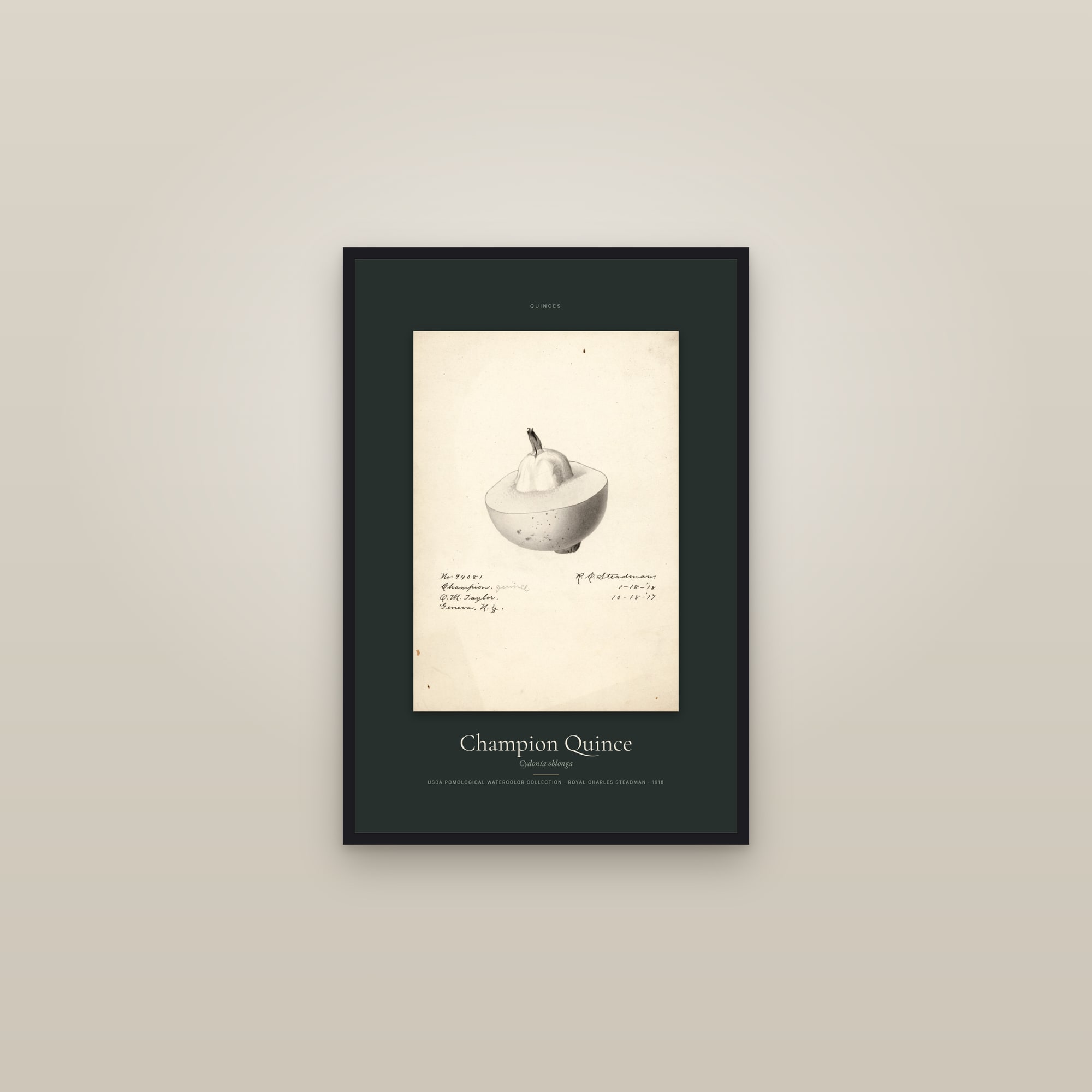 Champion Quince — Specimen — framed in a gallery setting