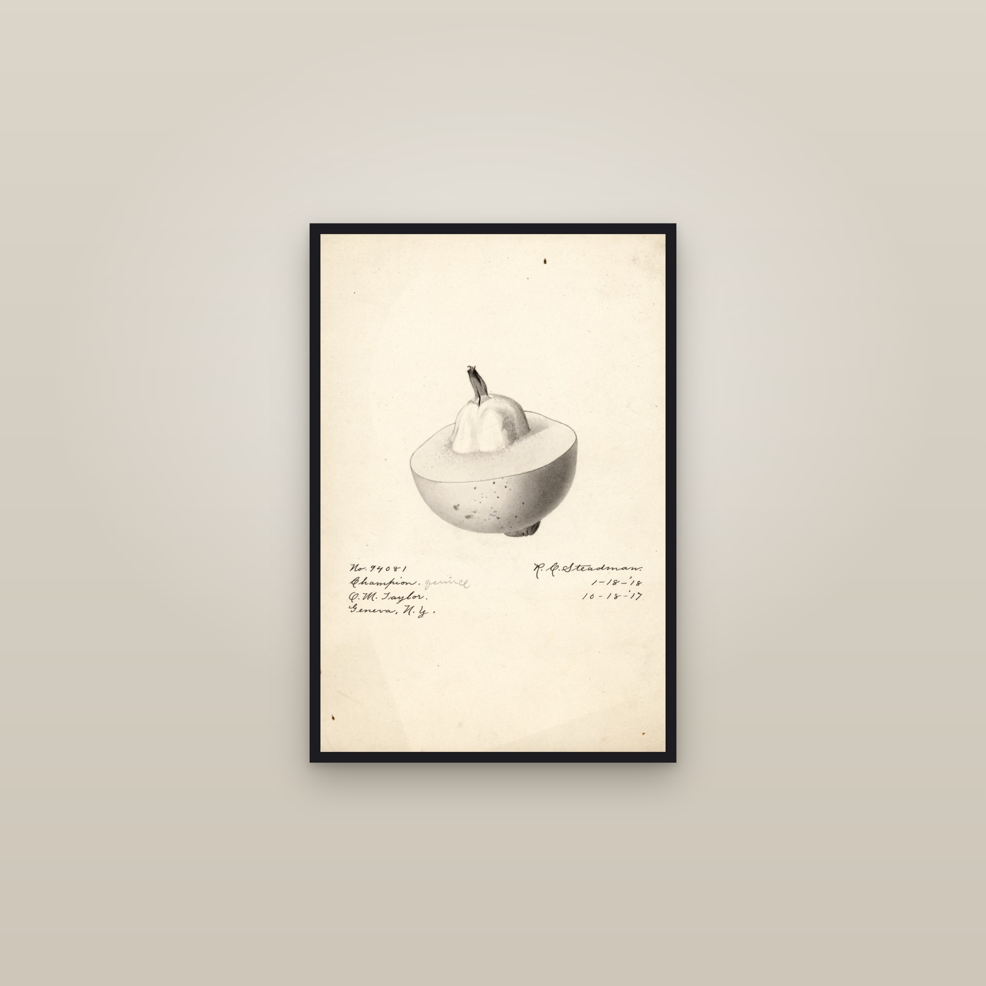 Champion Quince — framed in a gallery setting