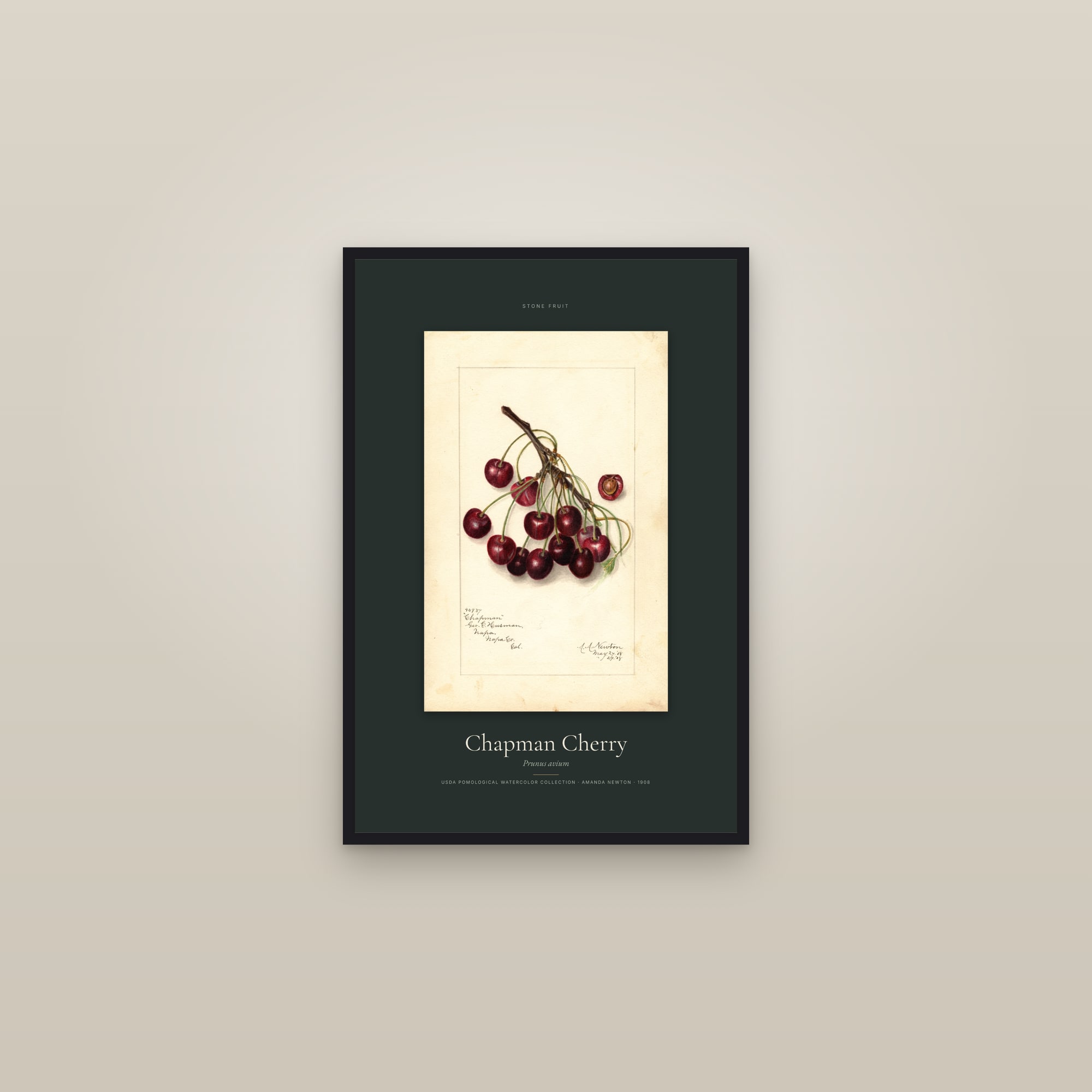 Chapman Cherry — Specimen — framed in a gallery setting