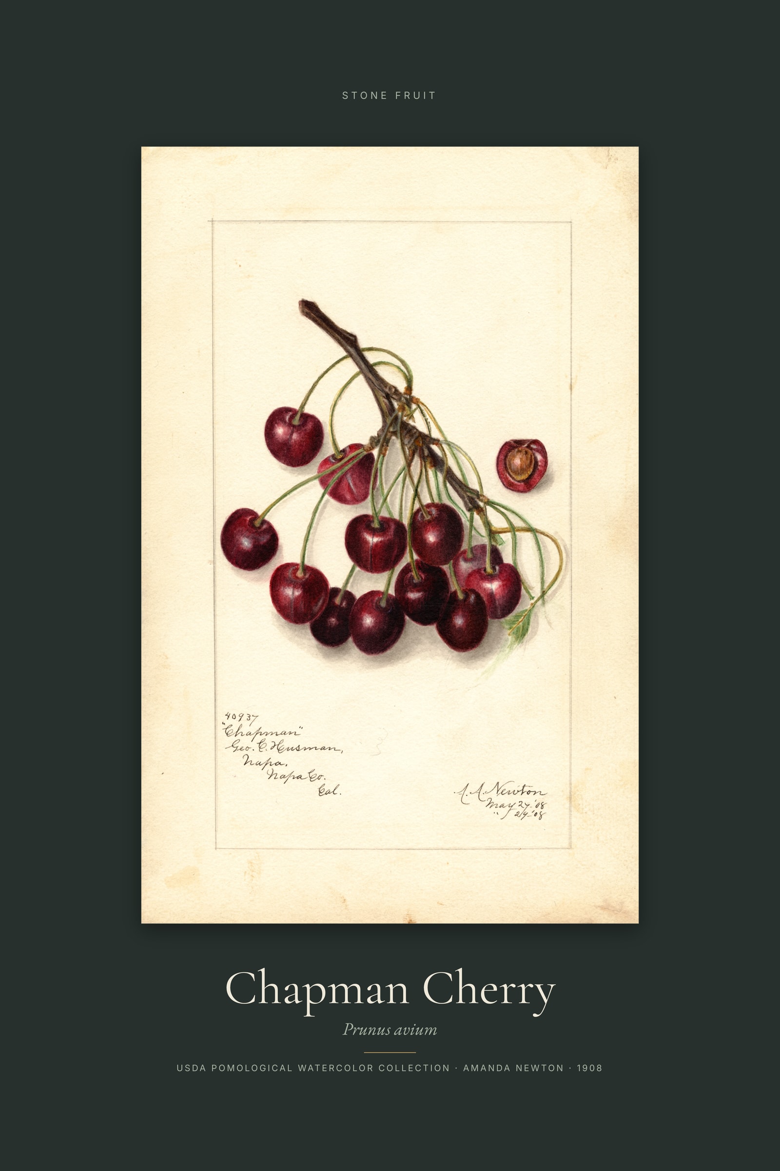 Chapman Cherry — Specimen