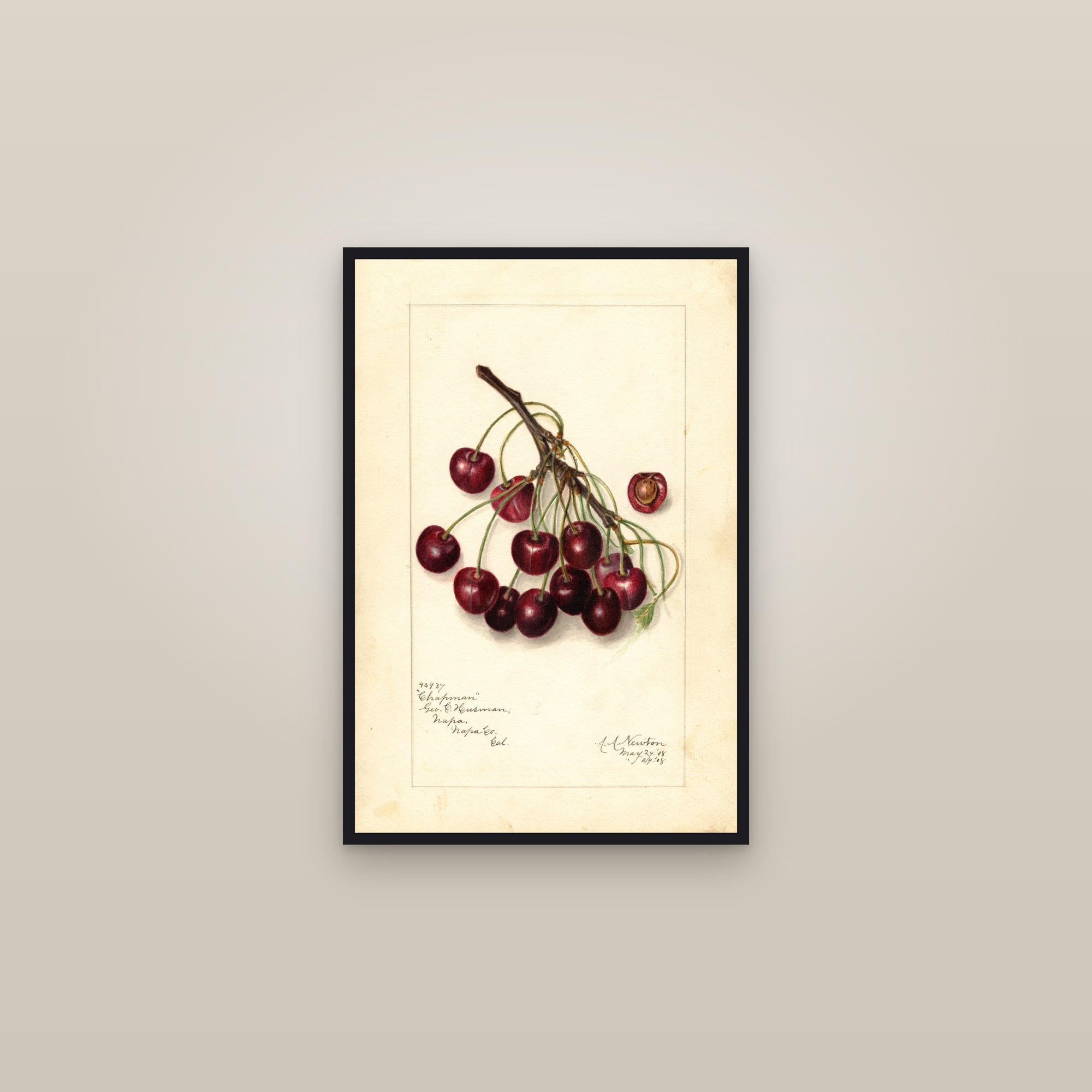 Chapman Cherry — framed in a gallery setting