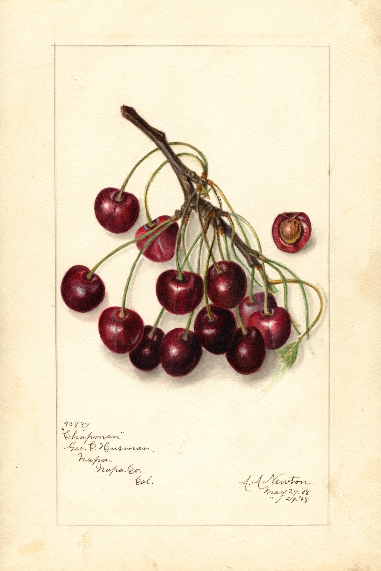 Chapman Cherry