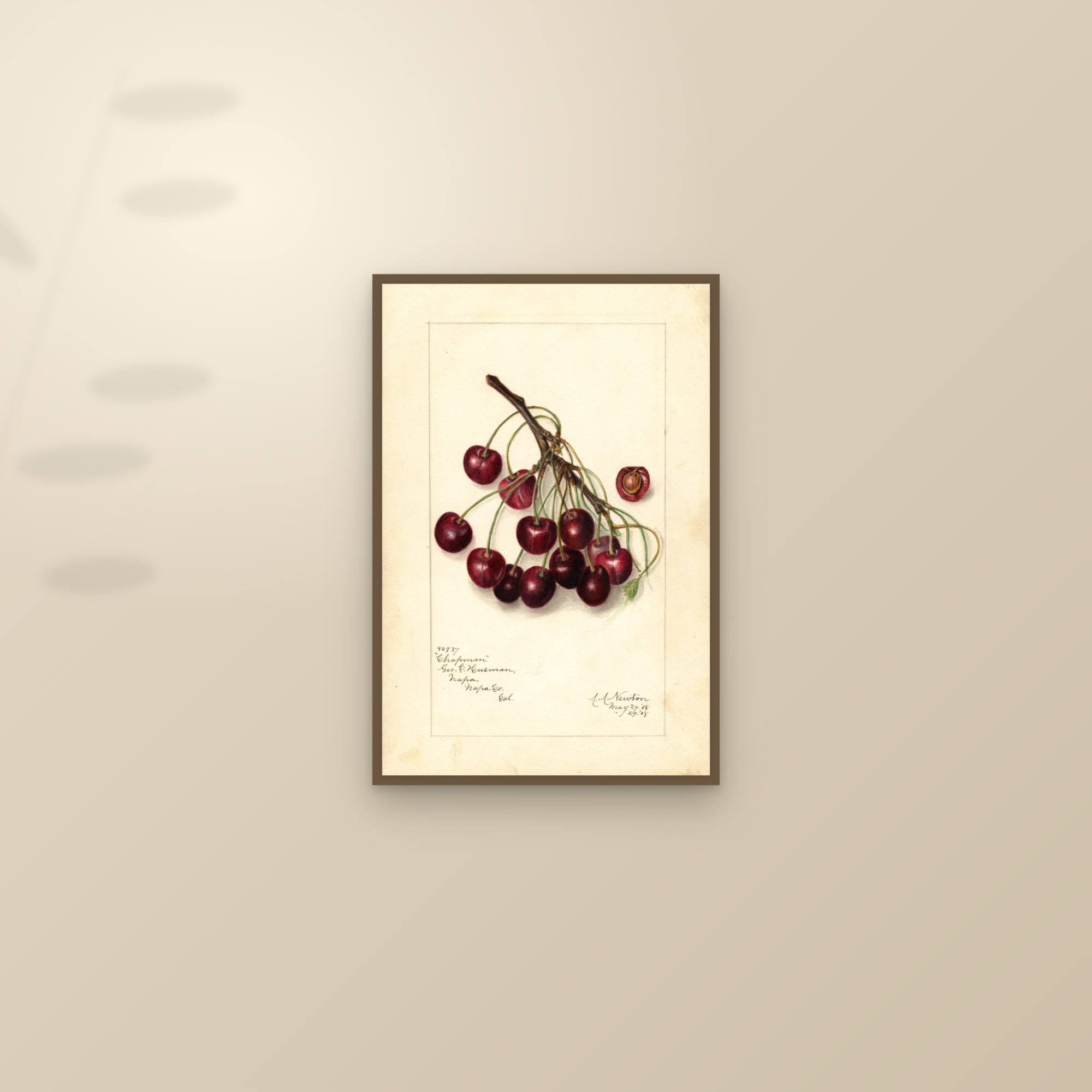 Chapman Cherry — framed and styled on a sunlit wall