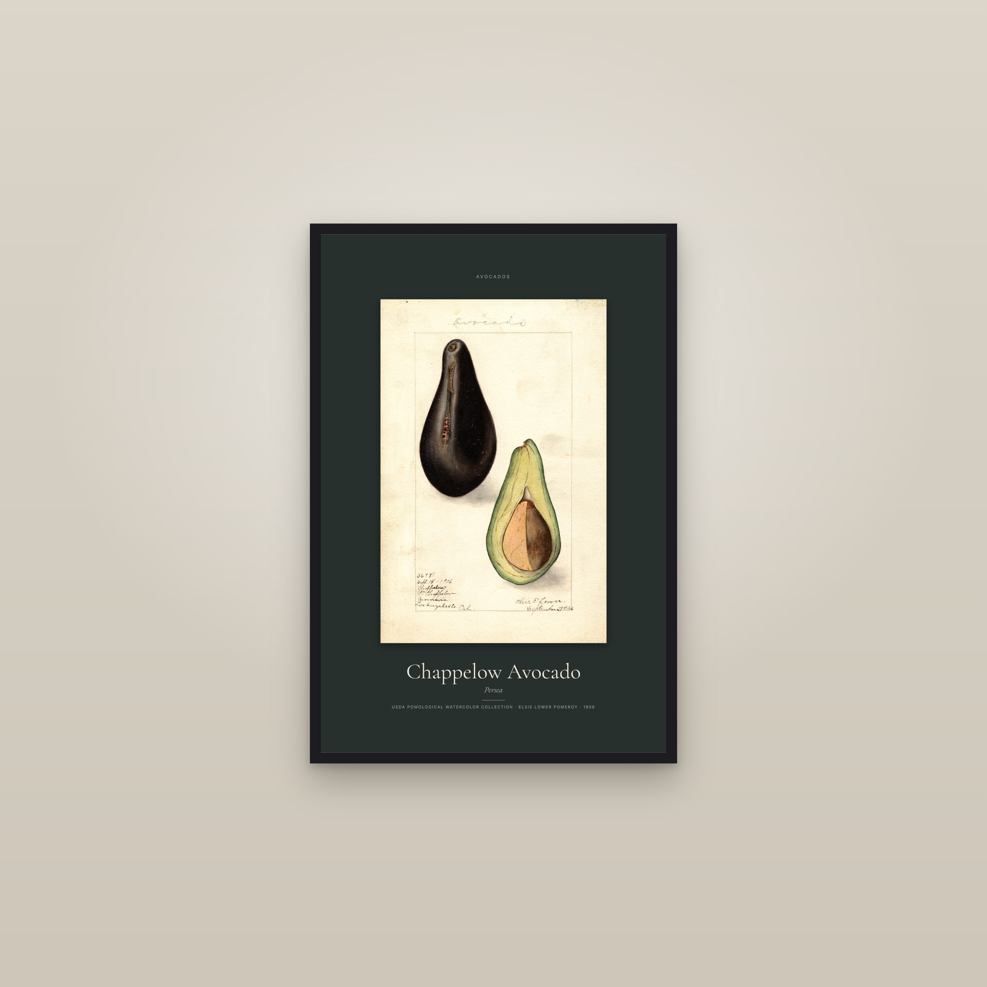 Chappelow Avocado — Specimen — framed in a gallery setting