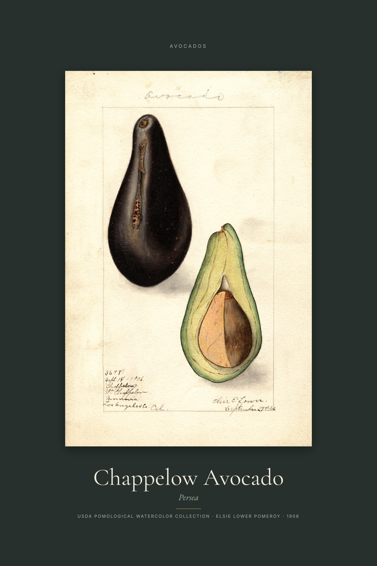 Chappelow Avocado — Specimen