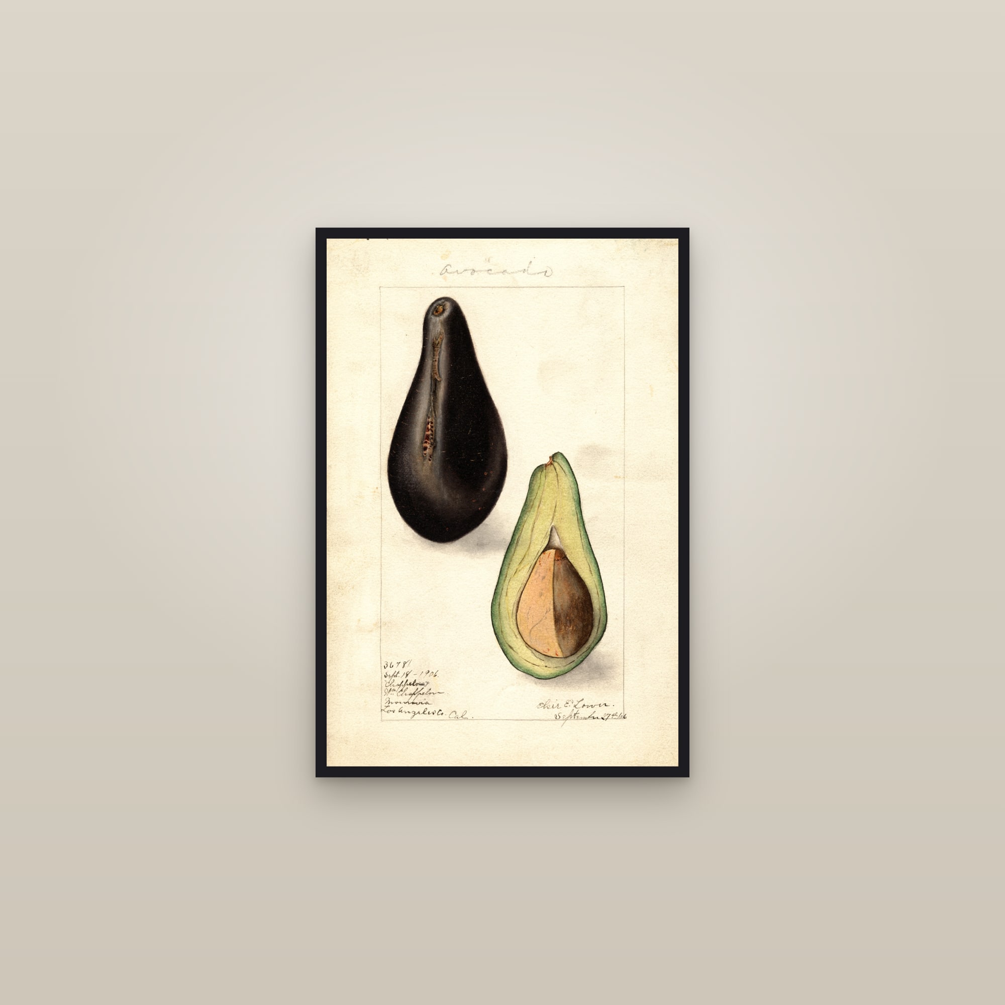 Chappelow Avocado — framed in a gallery setting