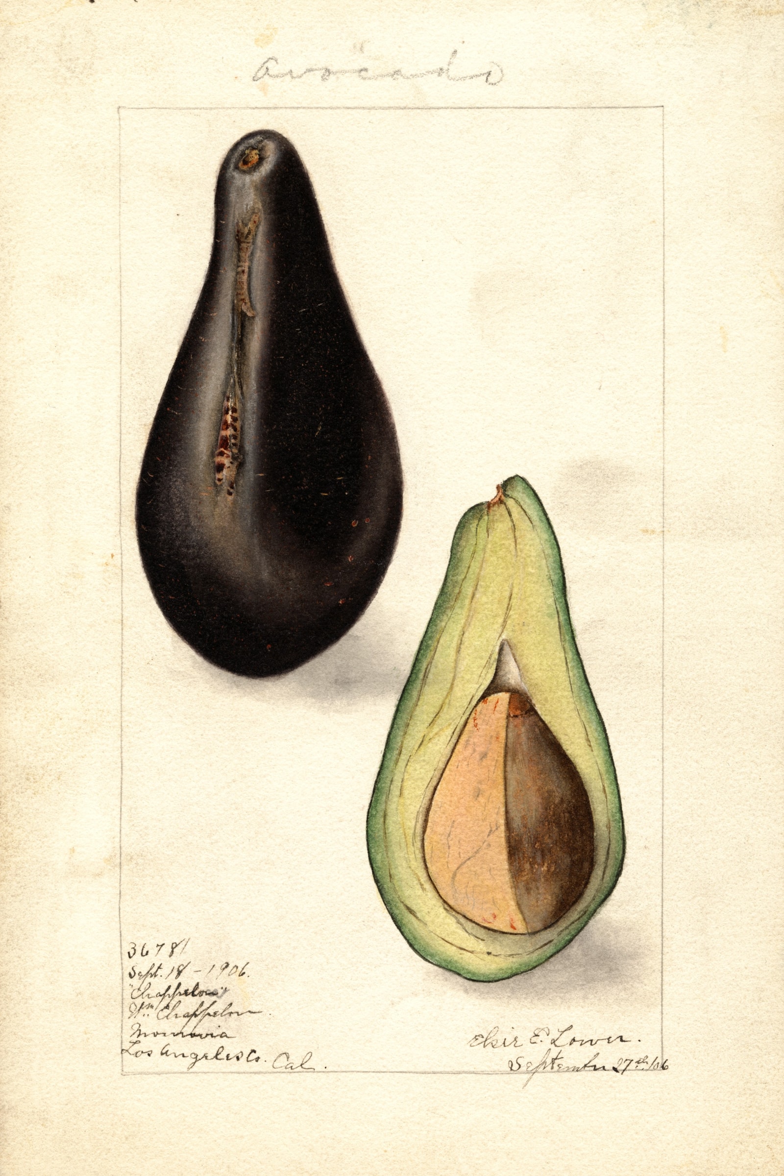 Chappelow Avocado