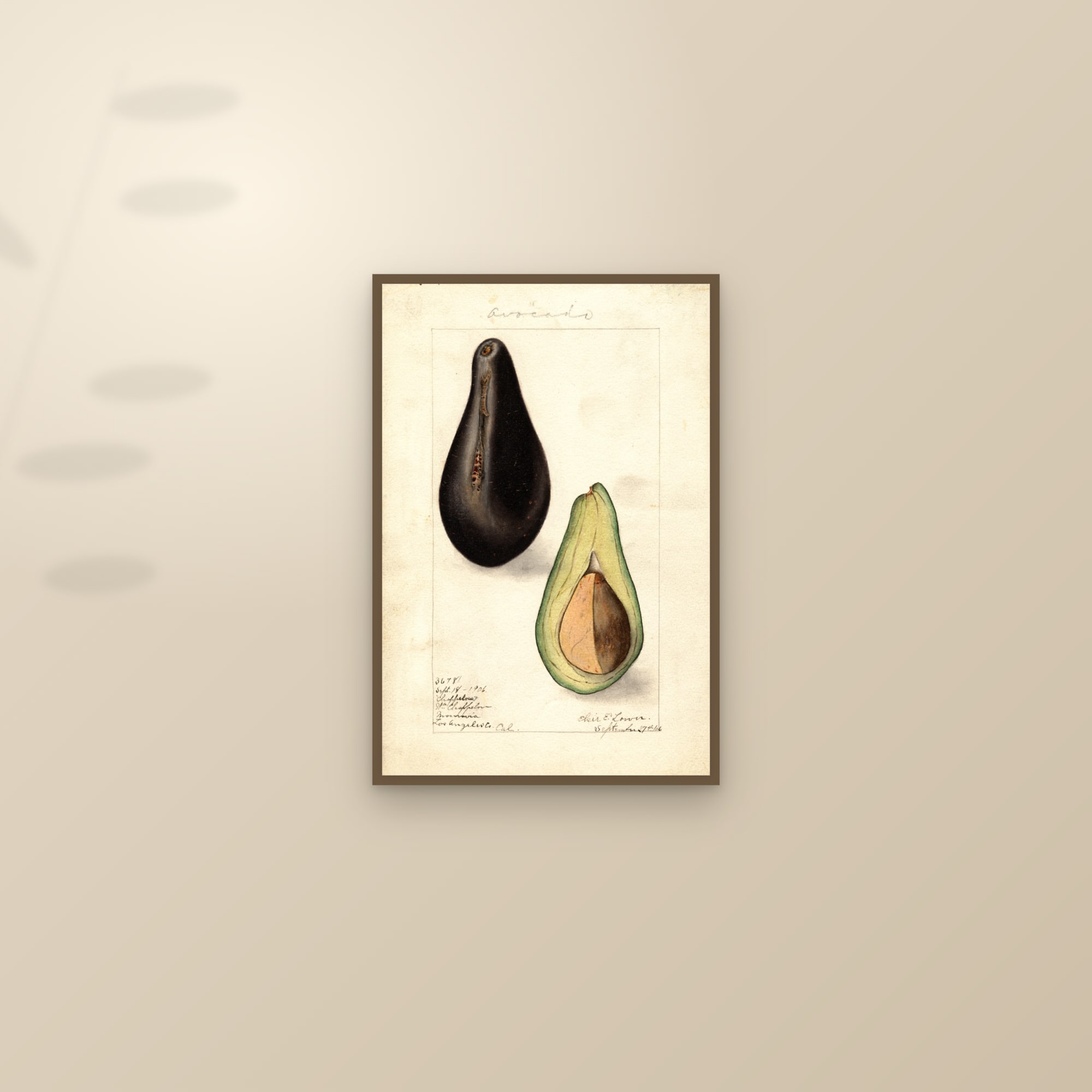Chappelow Avocado — framed and styled on a sunlit wall